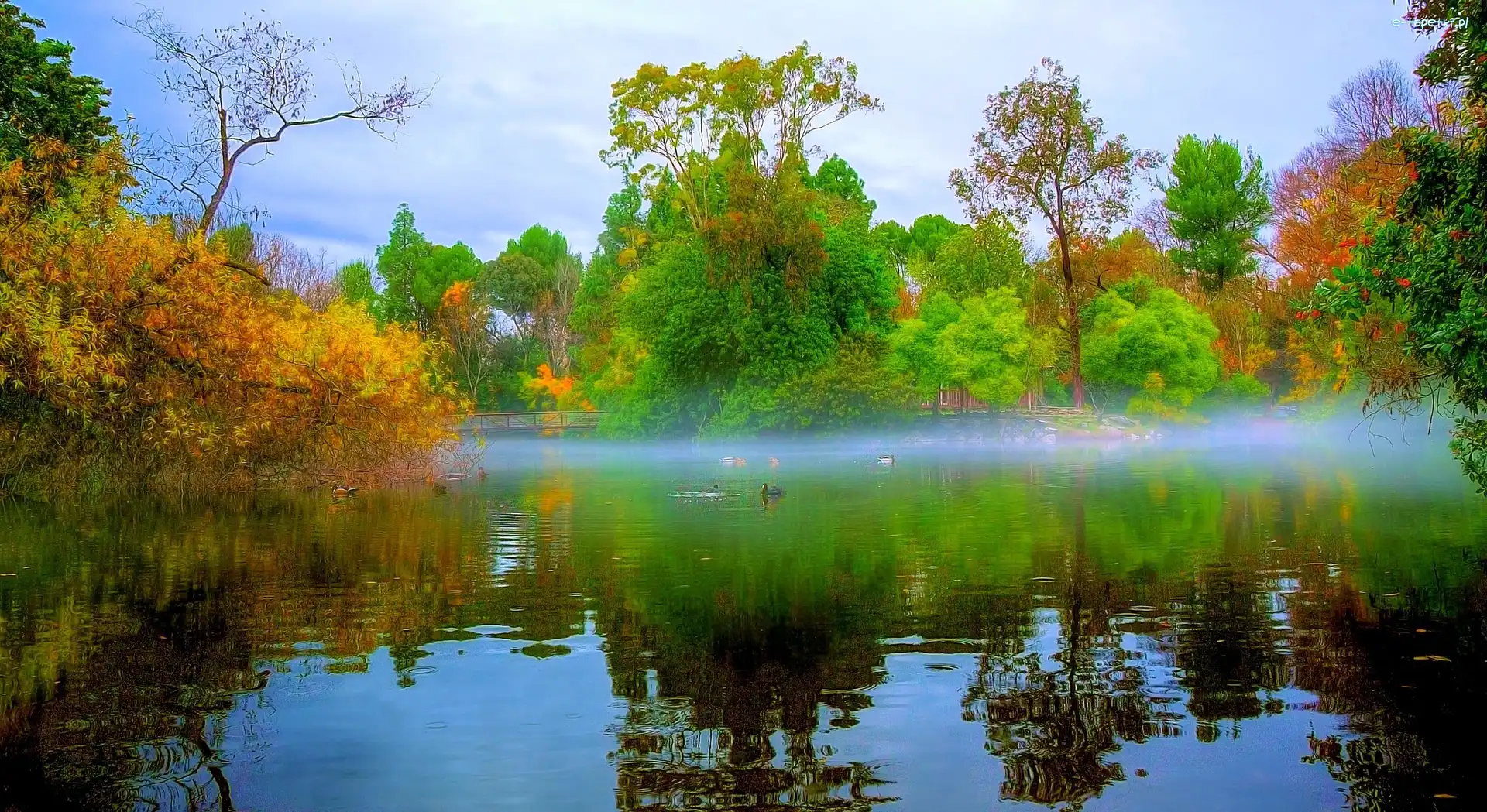 Staw, Wschód Słońca, Drzewa, Park