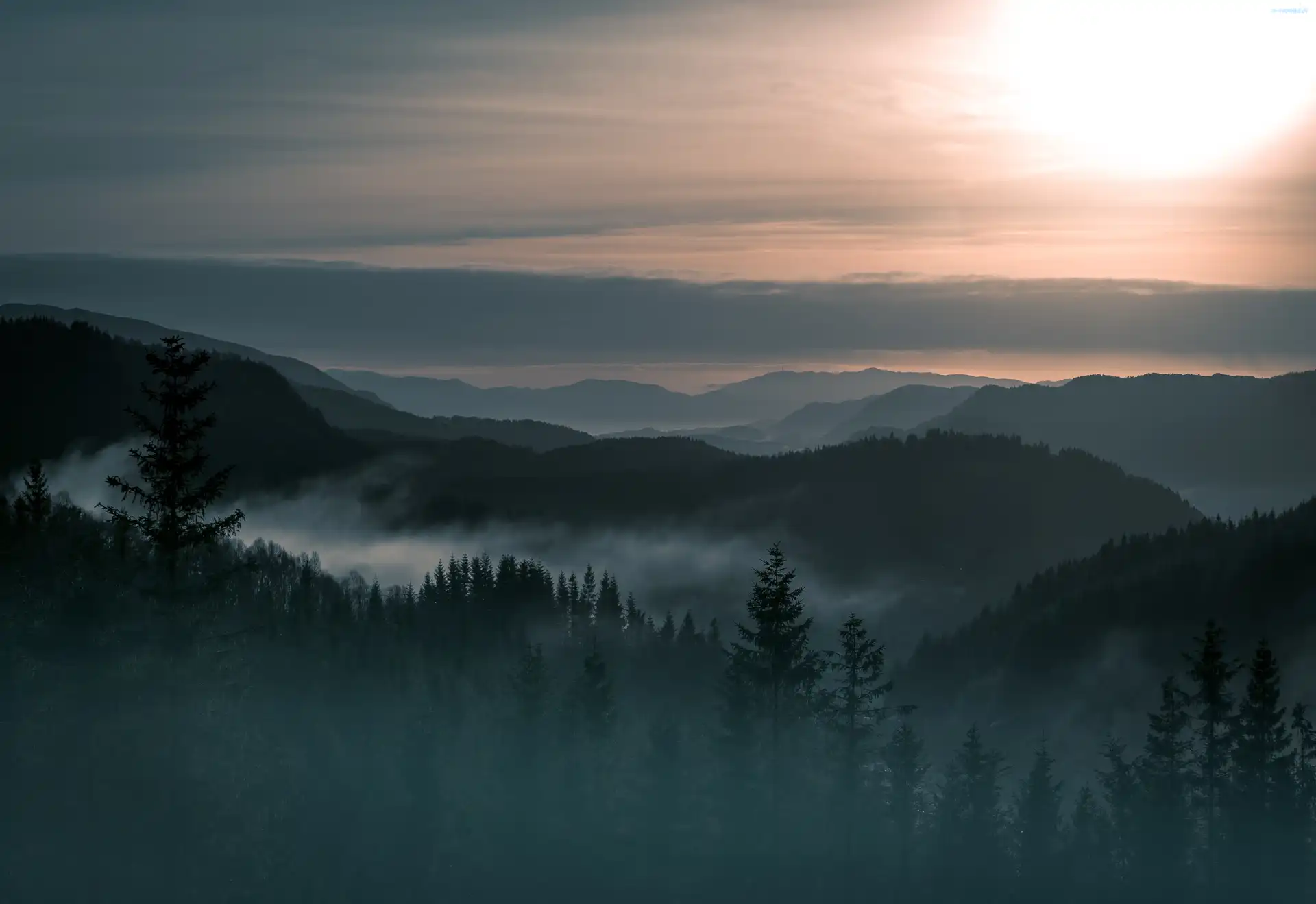 Wzgórza, Las