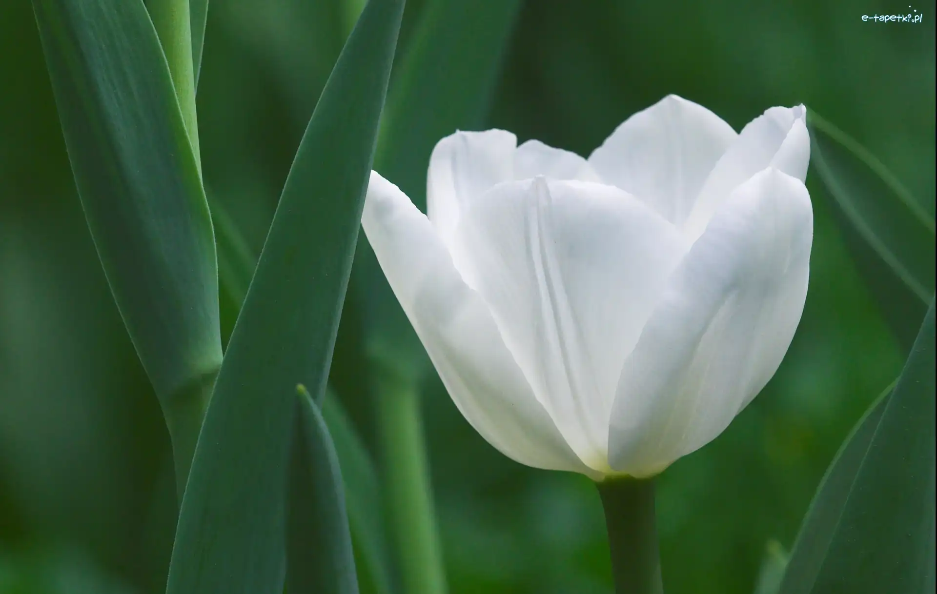 Biały, Tulipan, Kwiat