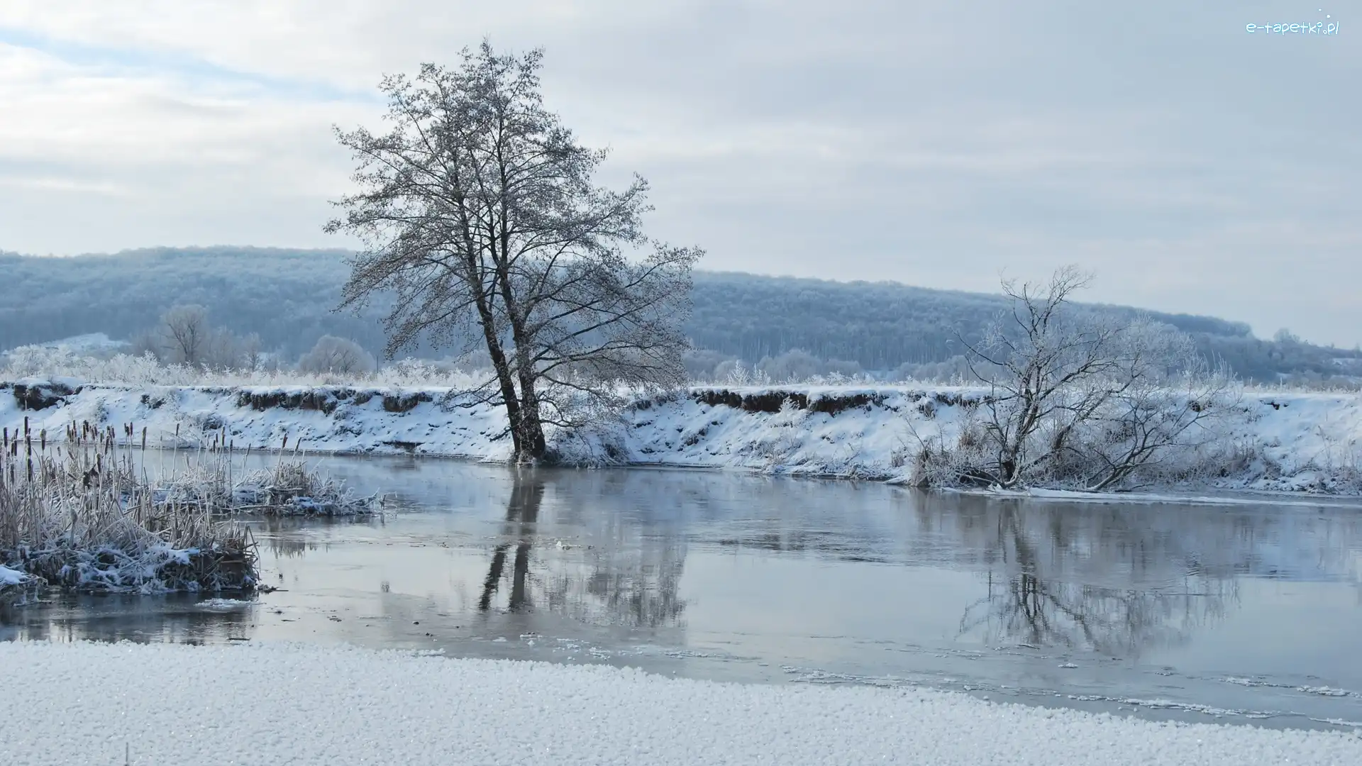 Rzeka, Drzewa, Zima