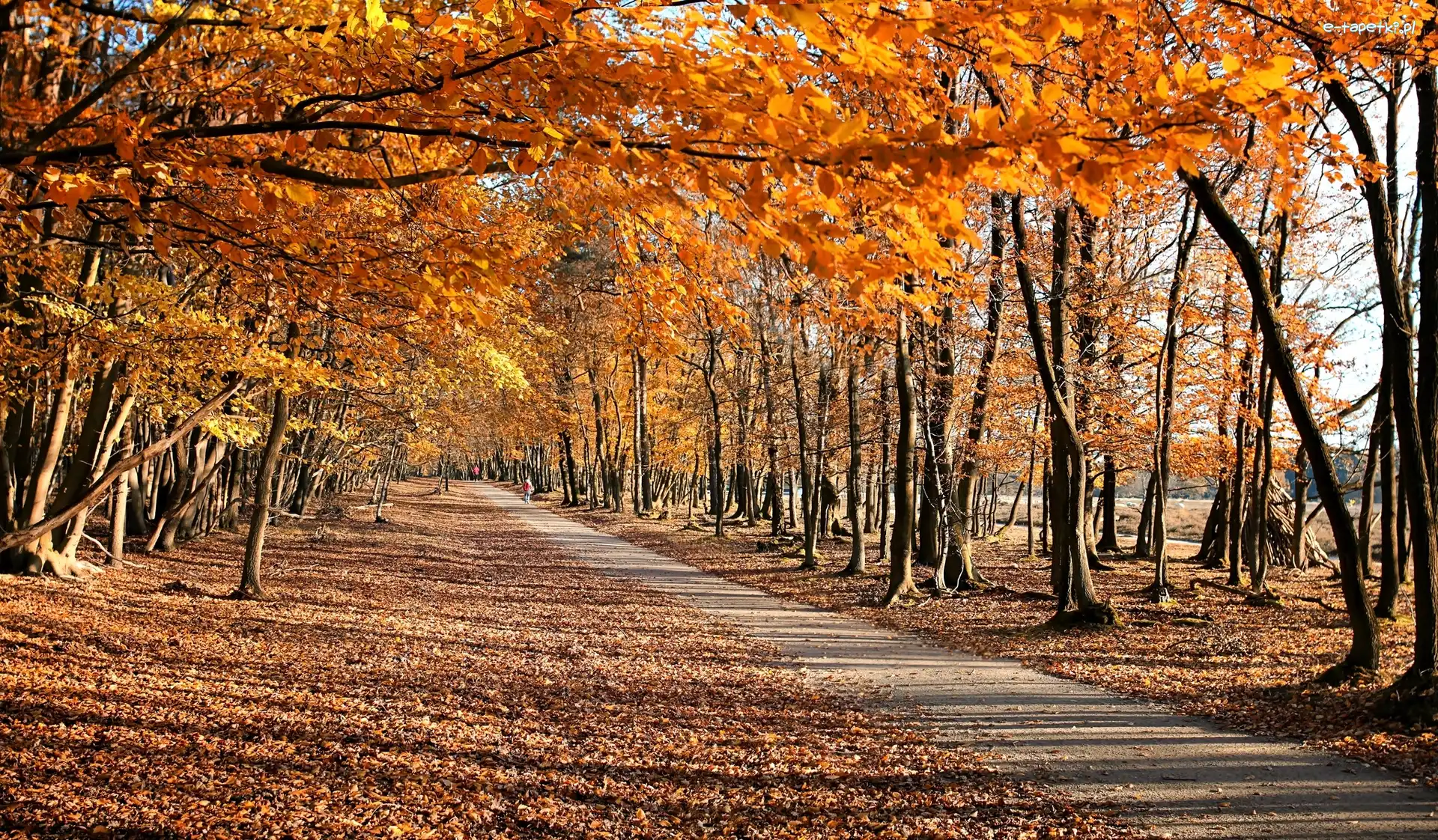 Drzewa, Park, Droga, Jesień