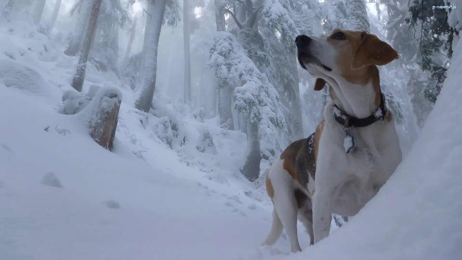 Las, Zima, Beagle
