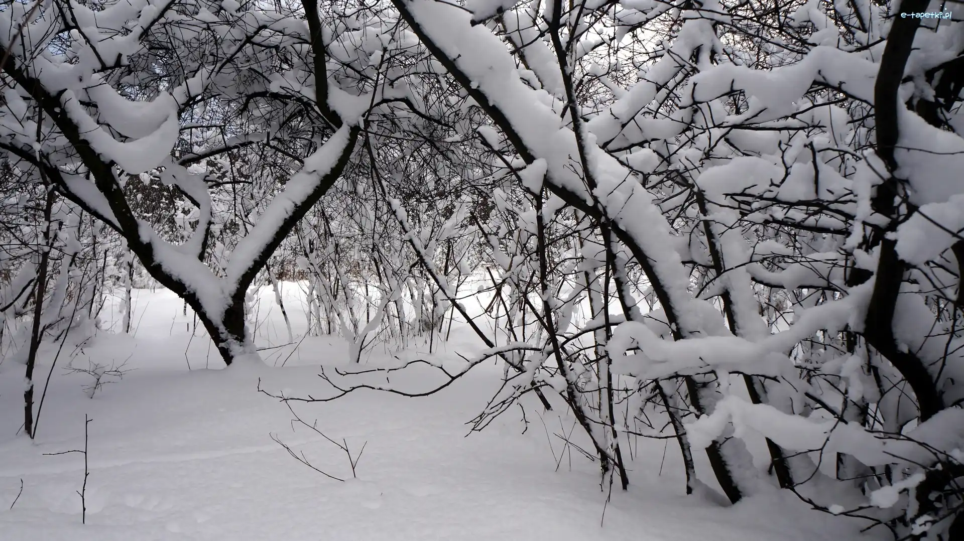 Drzewa, Śnieg, Zima