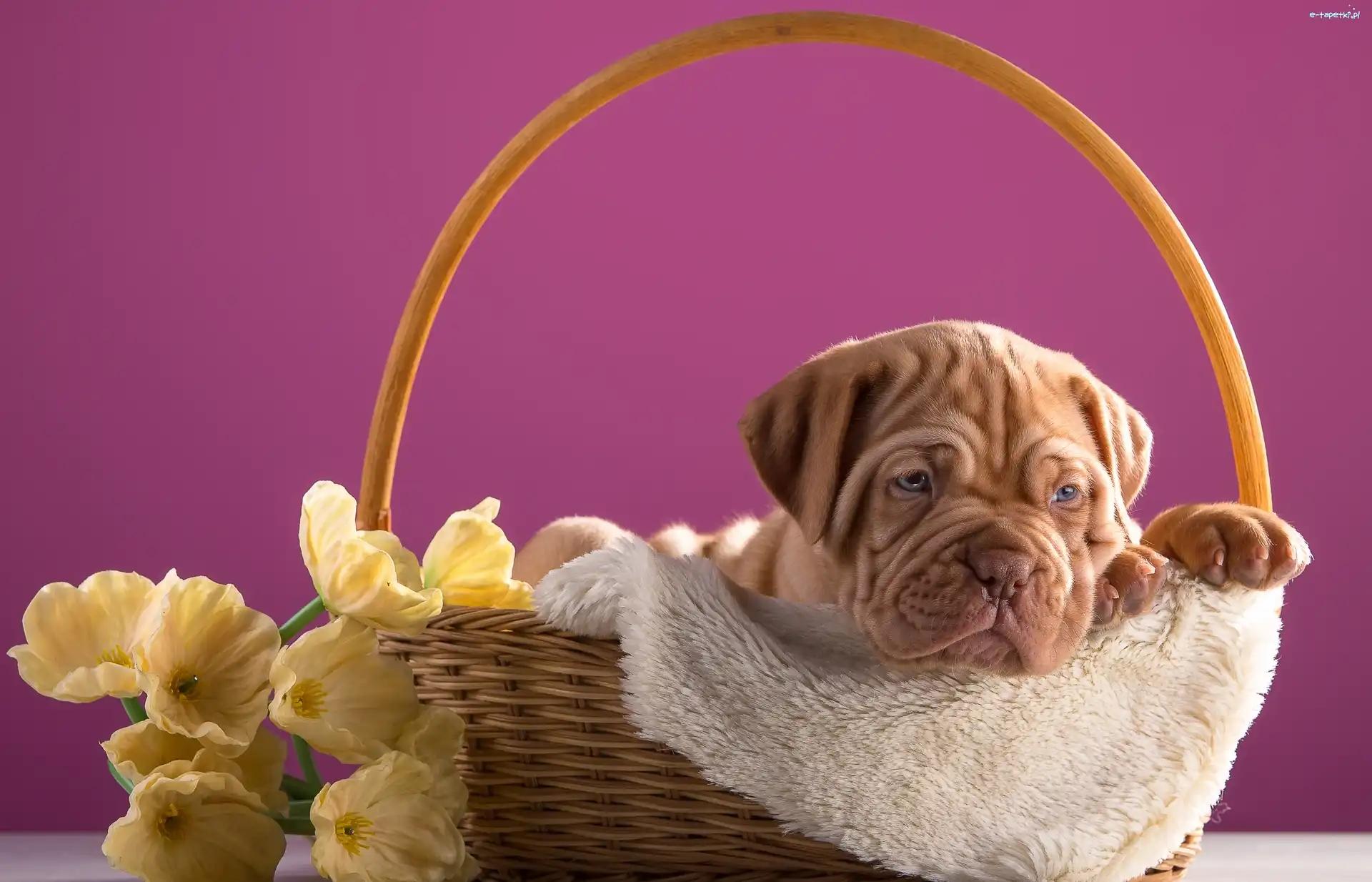 Szczeniak, Dog de Bordeaux, Pies, Koszyk