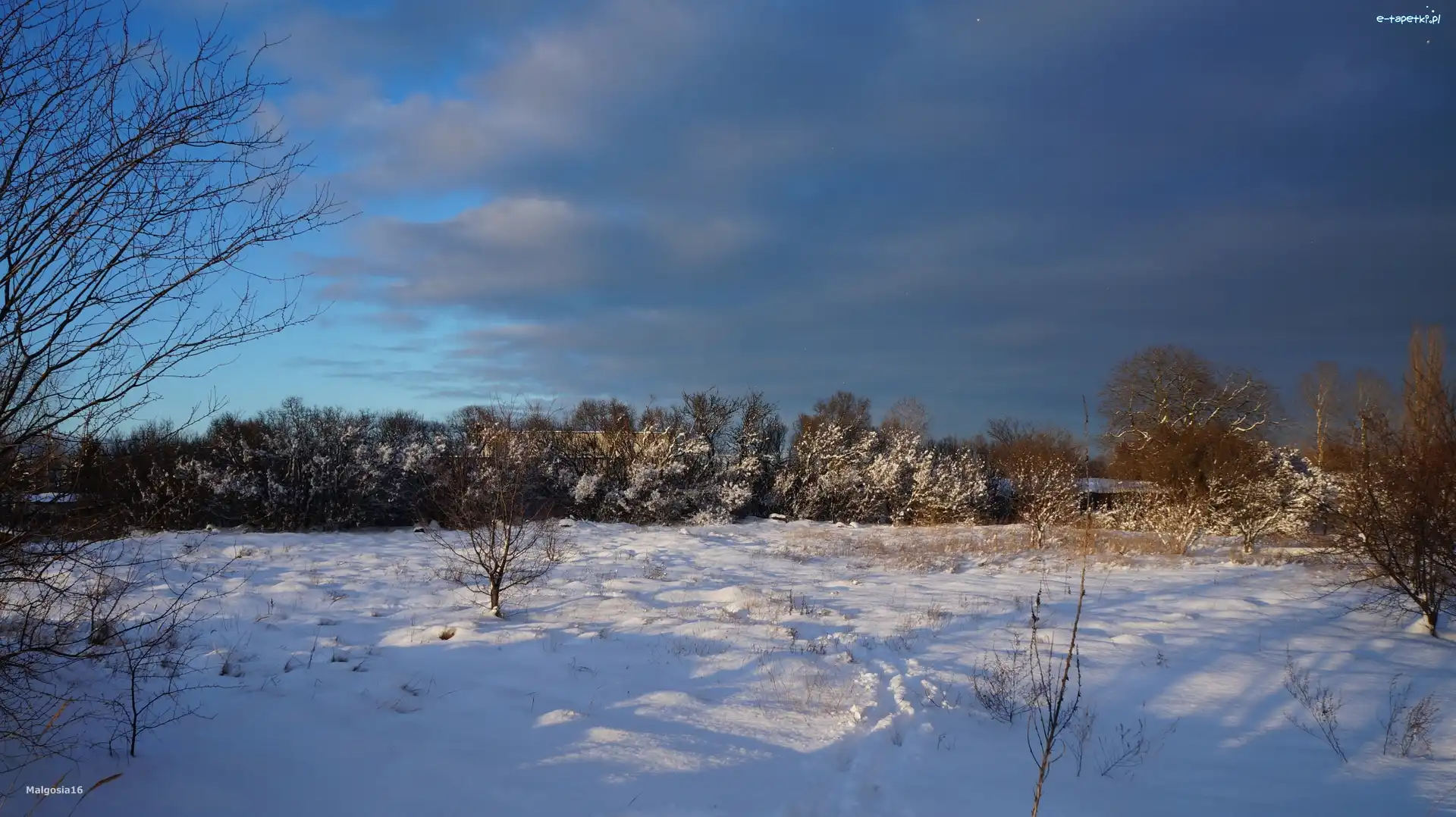 Drzewa, Śnieg, Zima