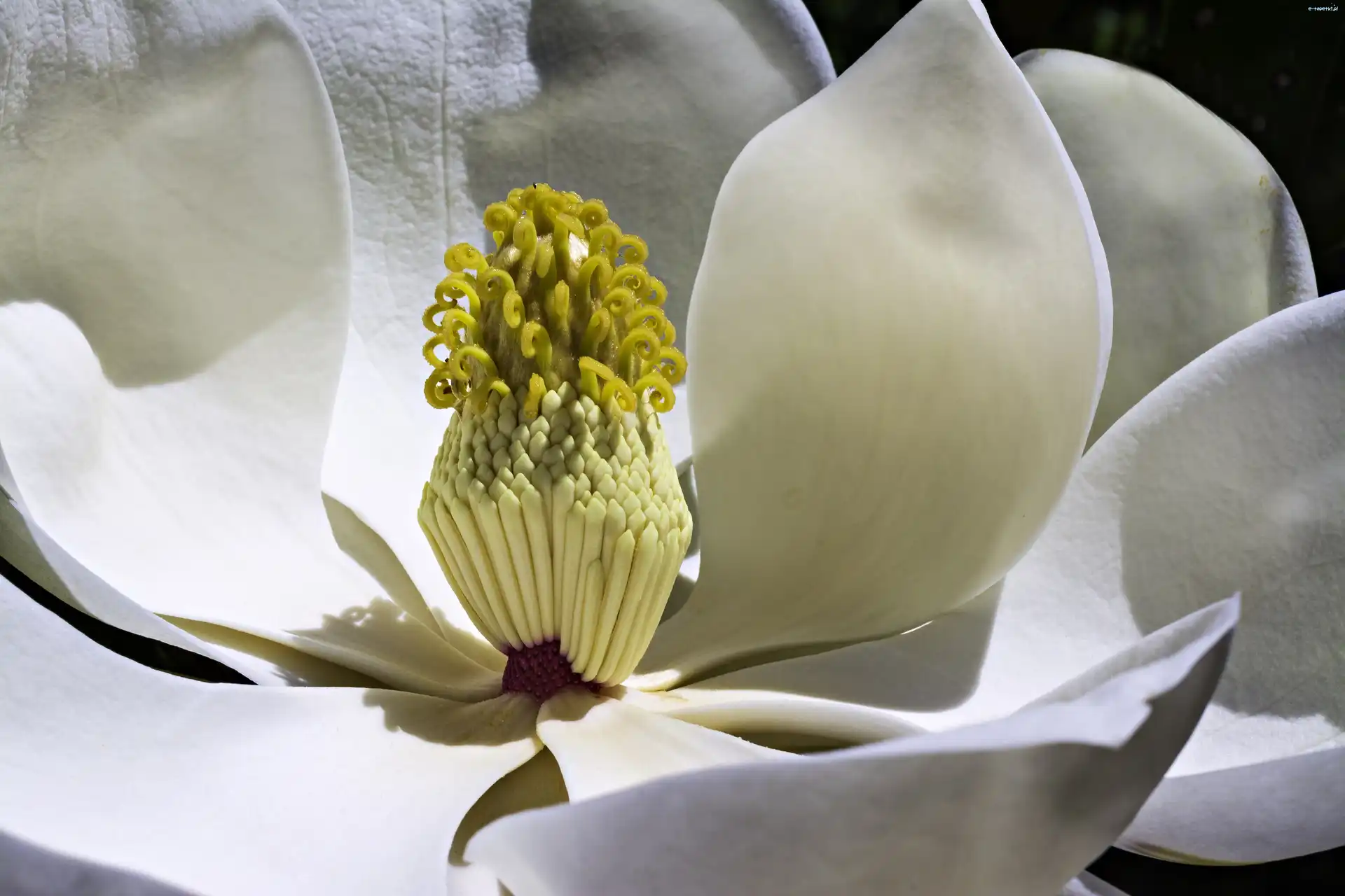 Biały, Makro, Kwiat, Magnolia