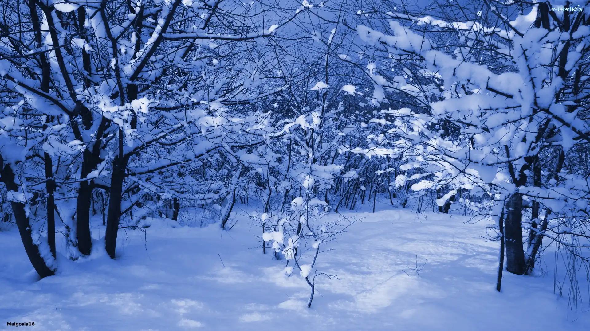 Drzewa, Śnieg, Zima