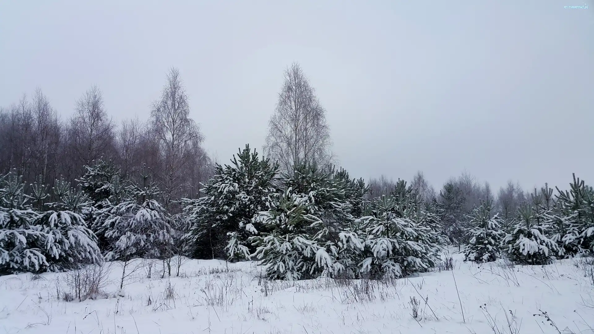 Las, Drzewa, Ośnieżone, Zima