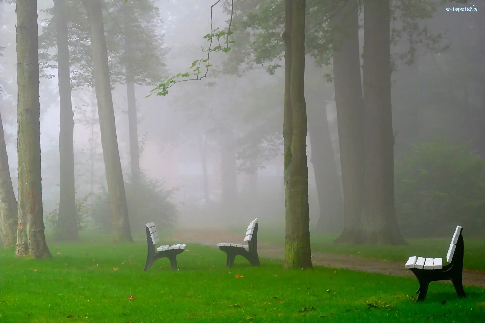Ławki, Mgła, Poranek, Park