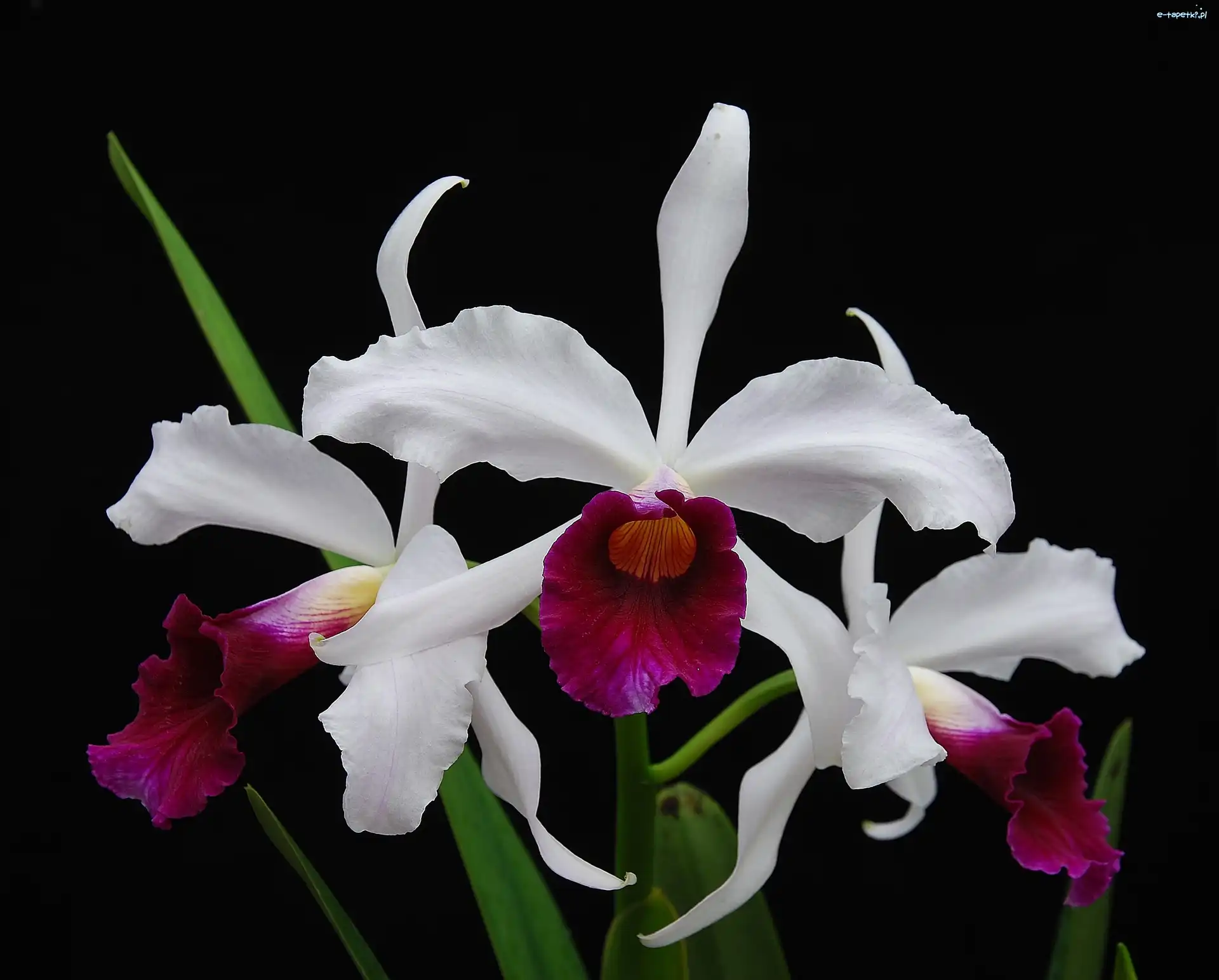 Orchidea, Kwiaty