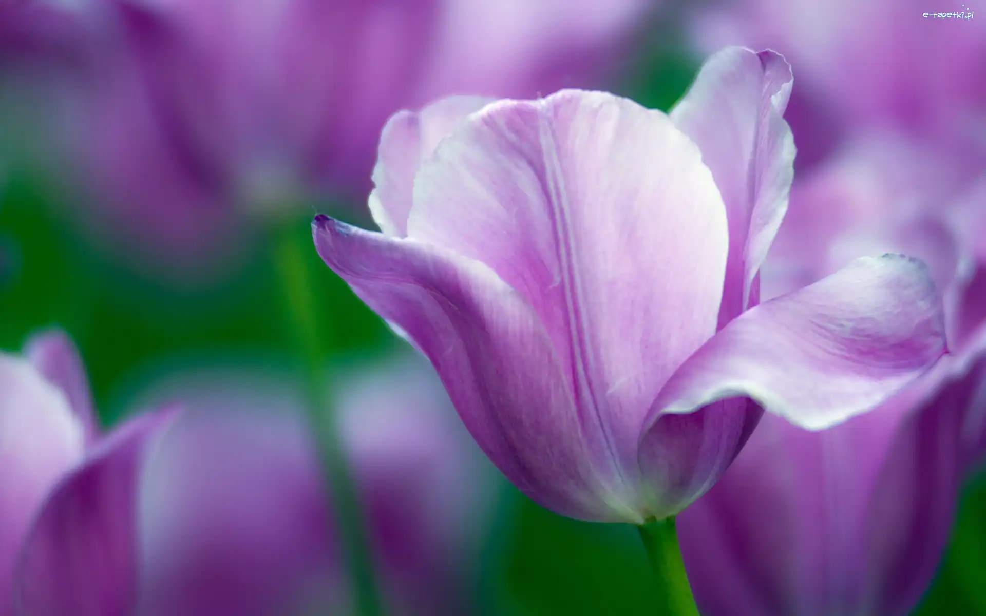 Tulipany, Kwiaty