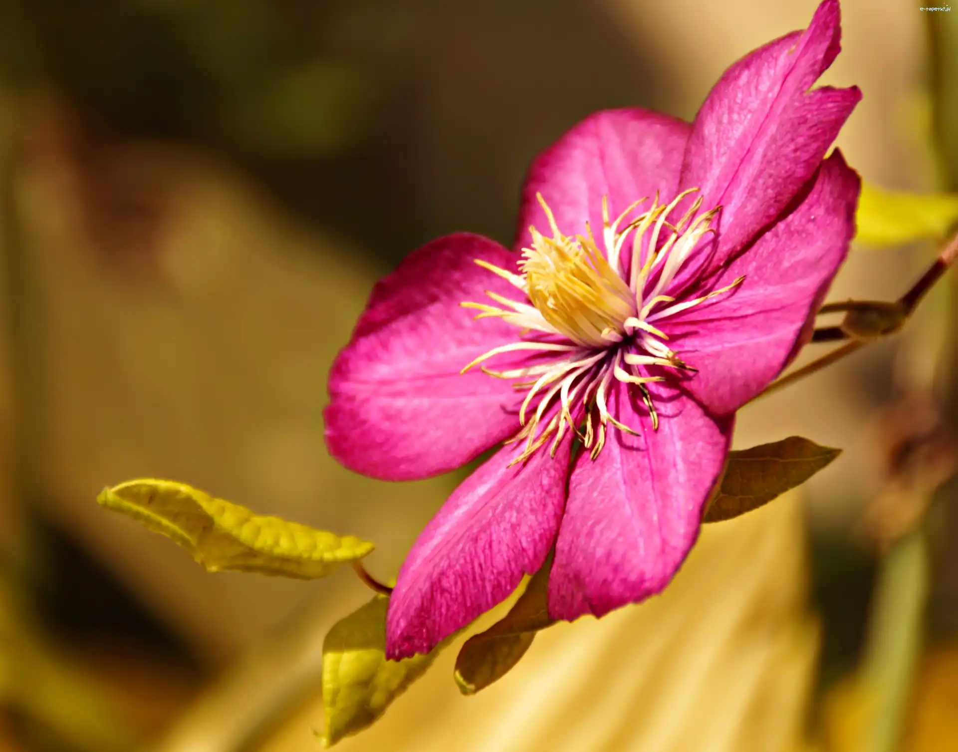 Kwiat, Clematis