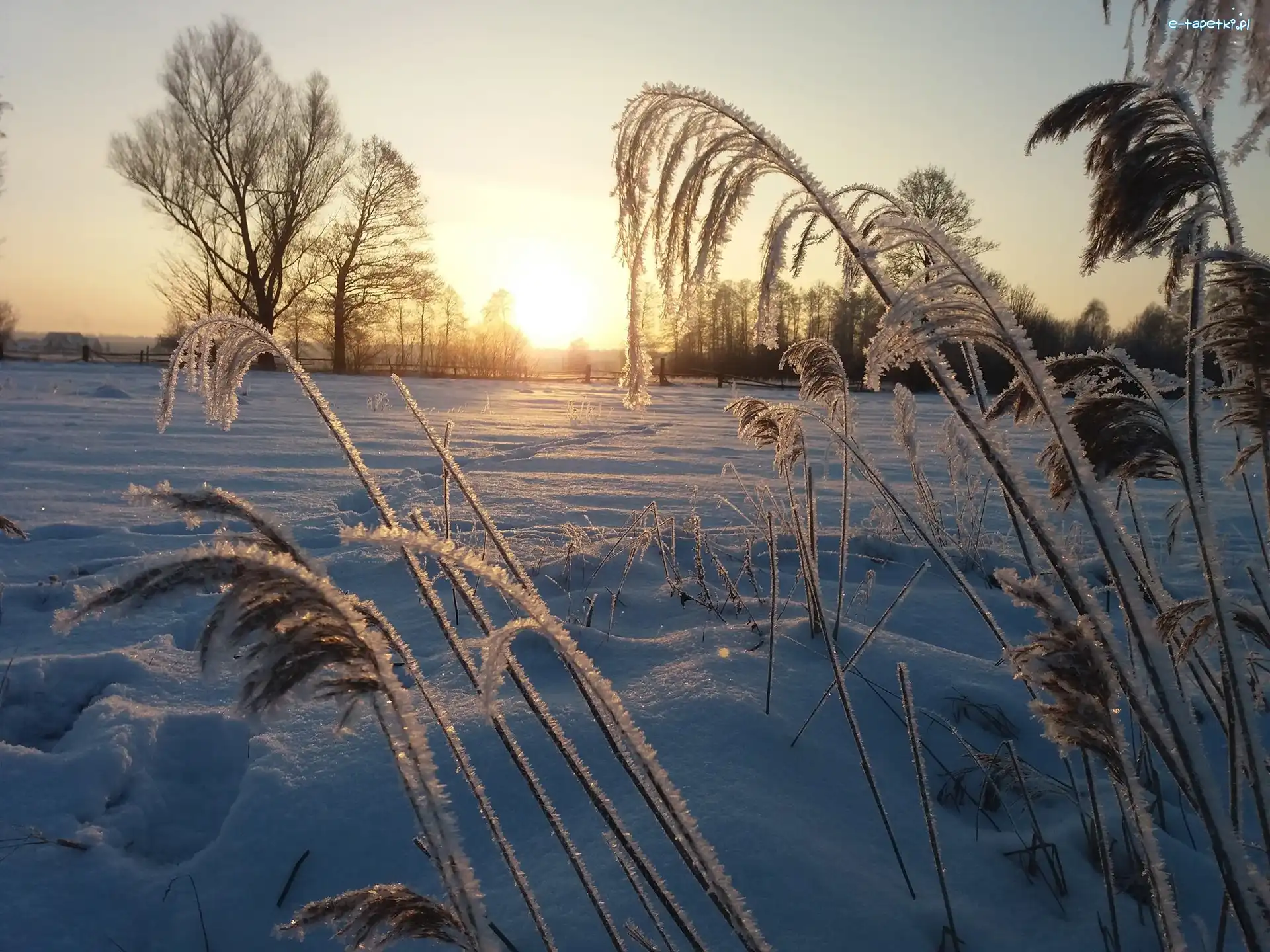 Rośliny, Wschód słońca, Zima