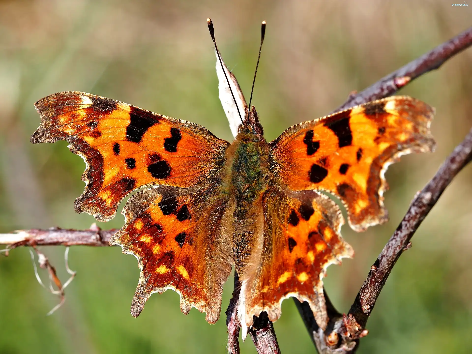Motyl, Ceik, Rusałka, Makro, Gałązka