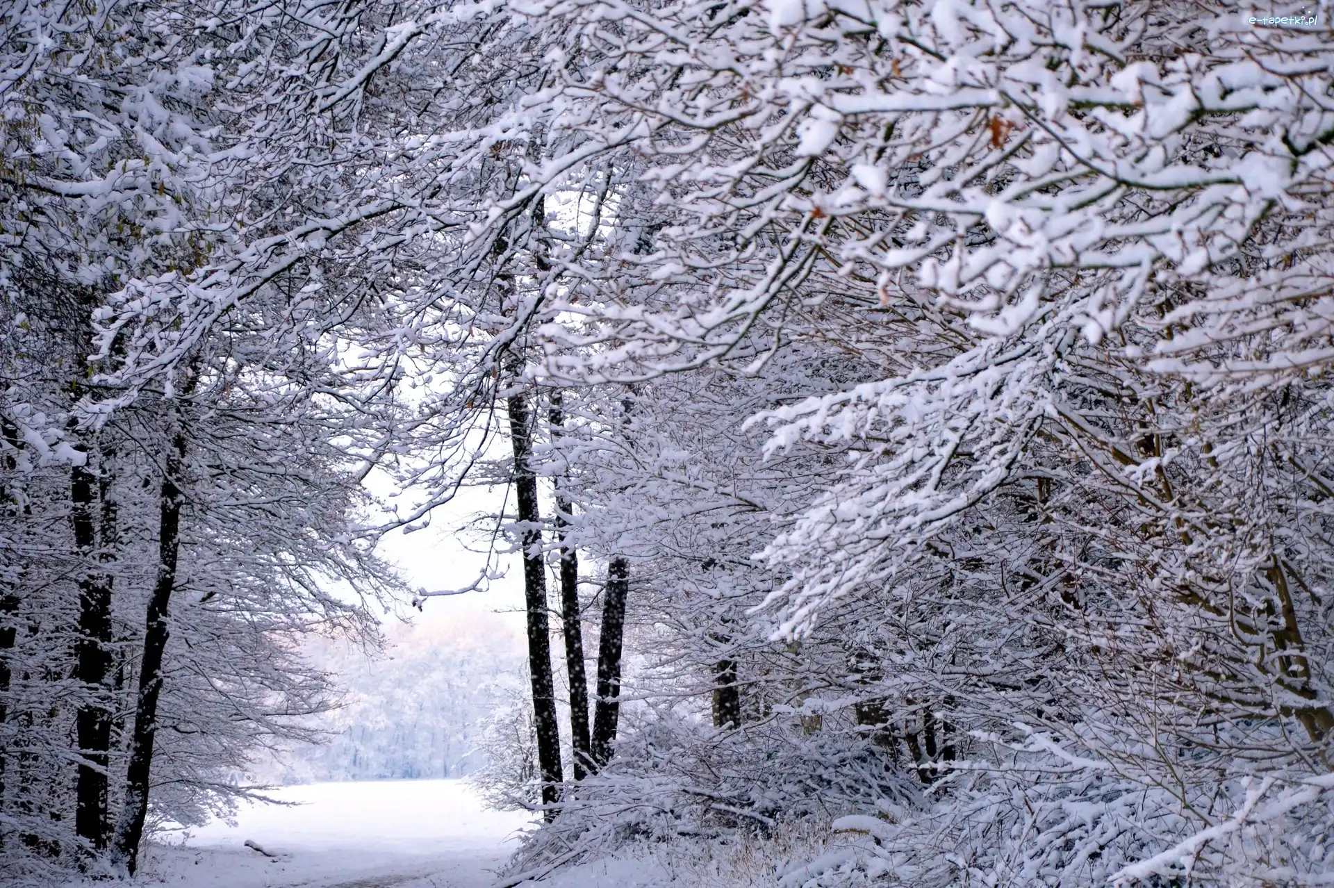 Las, Śnieg, Zima