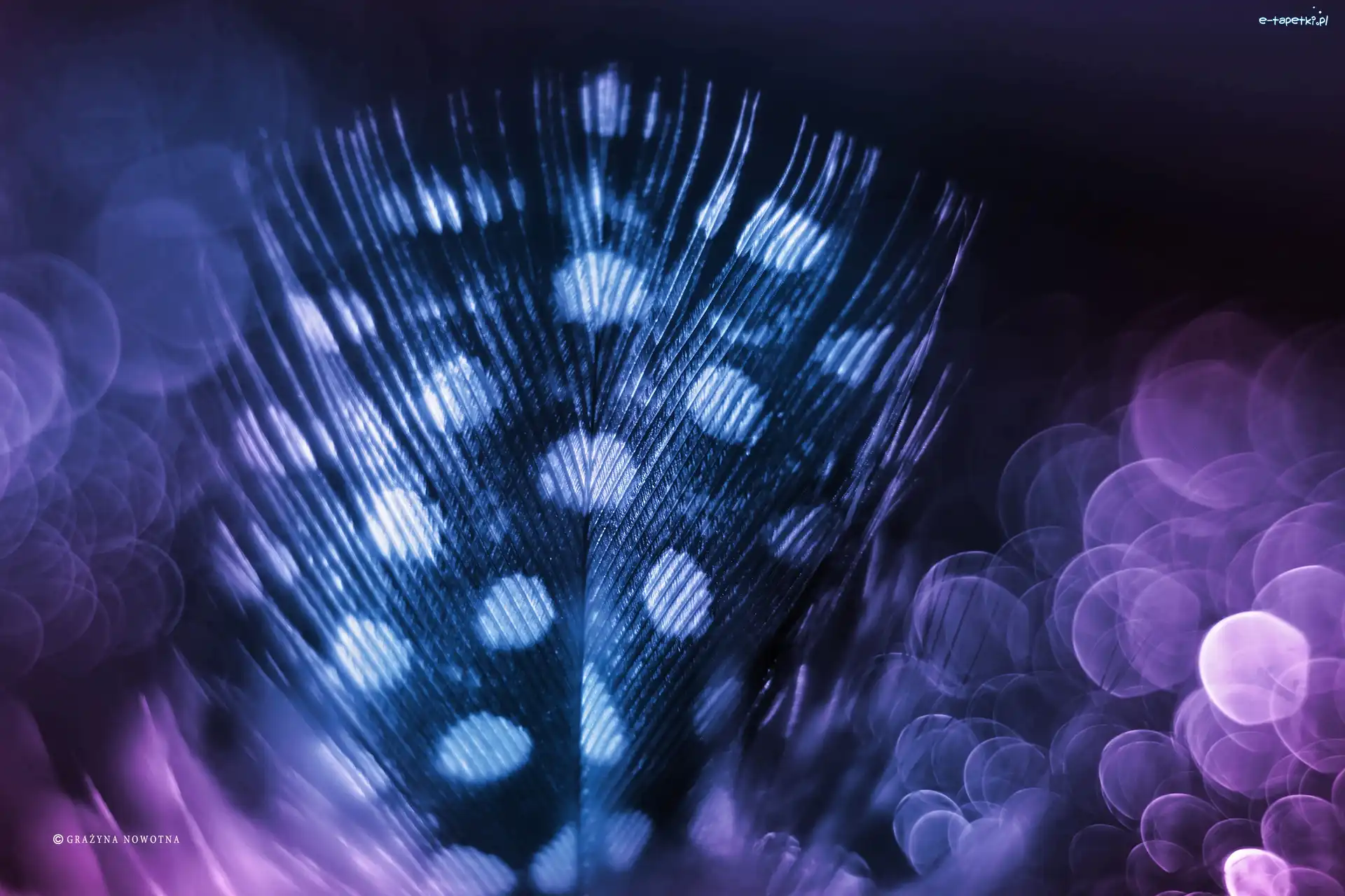 Bokeh, Makro, Piórko