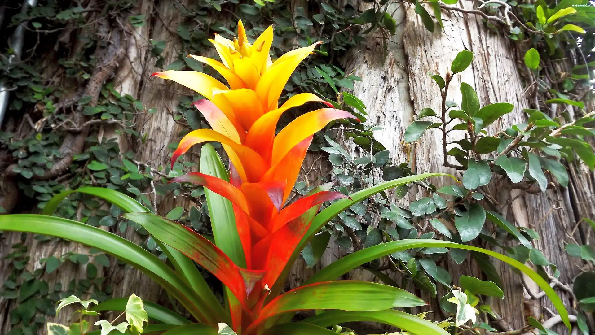 Kwiat, Liście, Guzmania, Rośliny