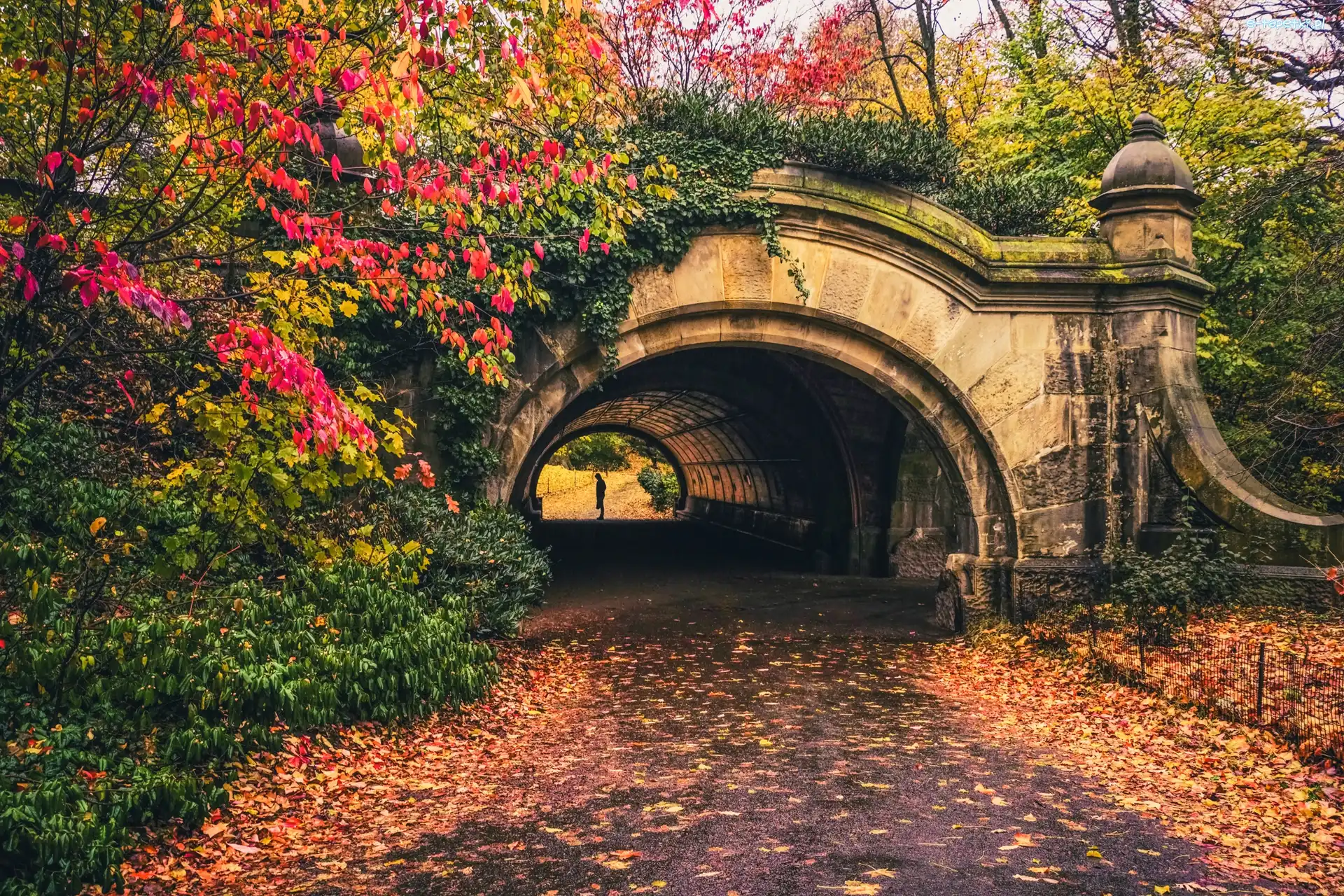Brooklyn, Liście, Most, Kwiaty, Park, Nowy Jork, Stany Zjednoczone