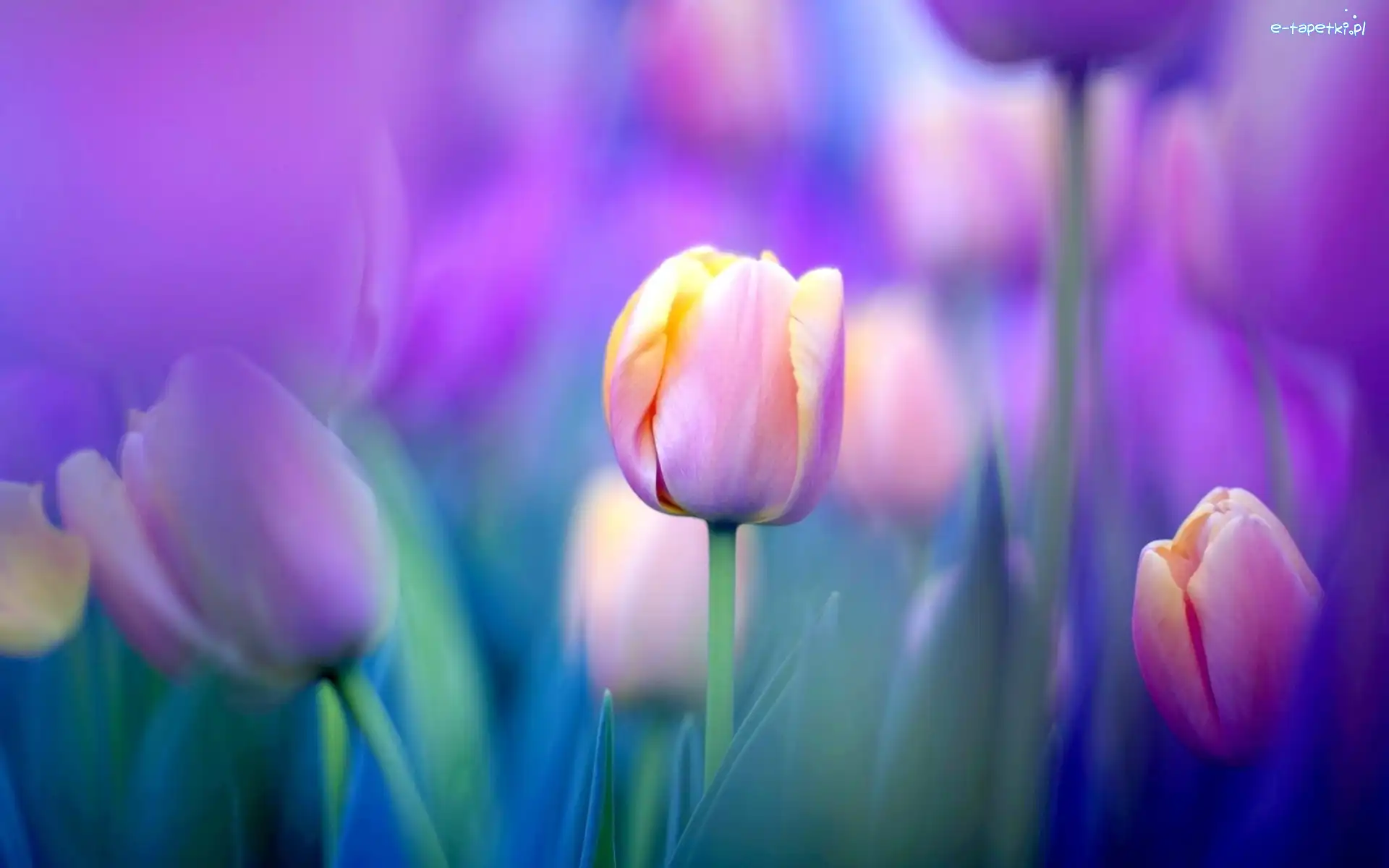 Kolorowe, Tulipany, Kwiaty