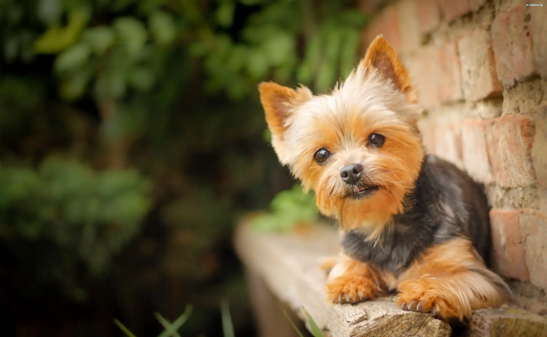 Yorkshire Terrier, Szczeniak, Pies