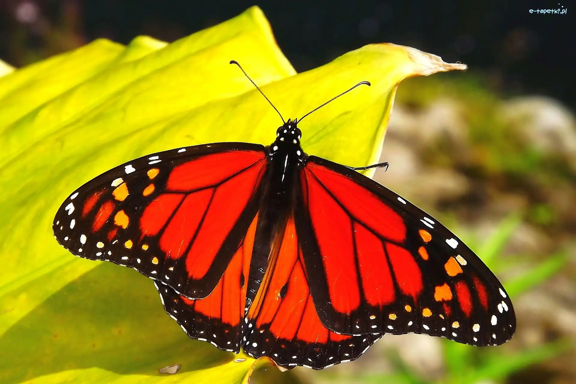 Monarch, Motyl