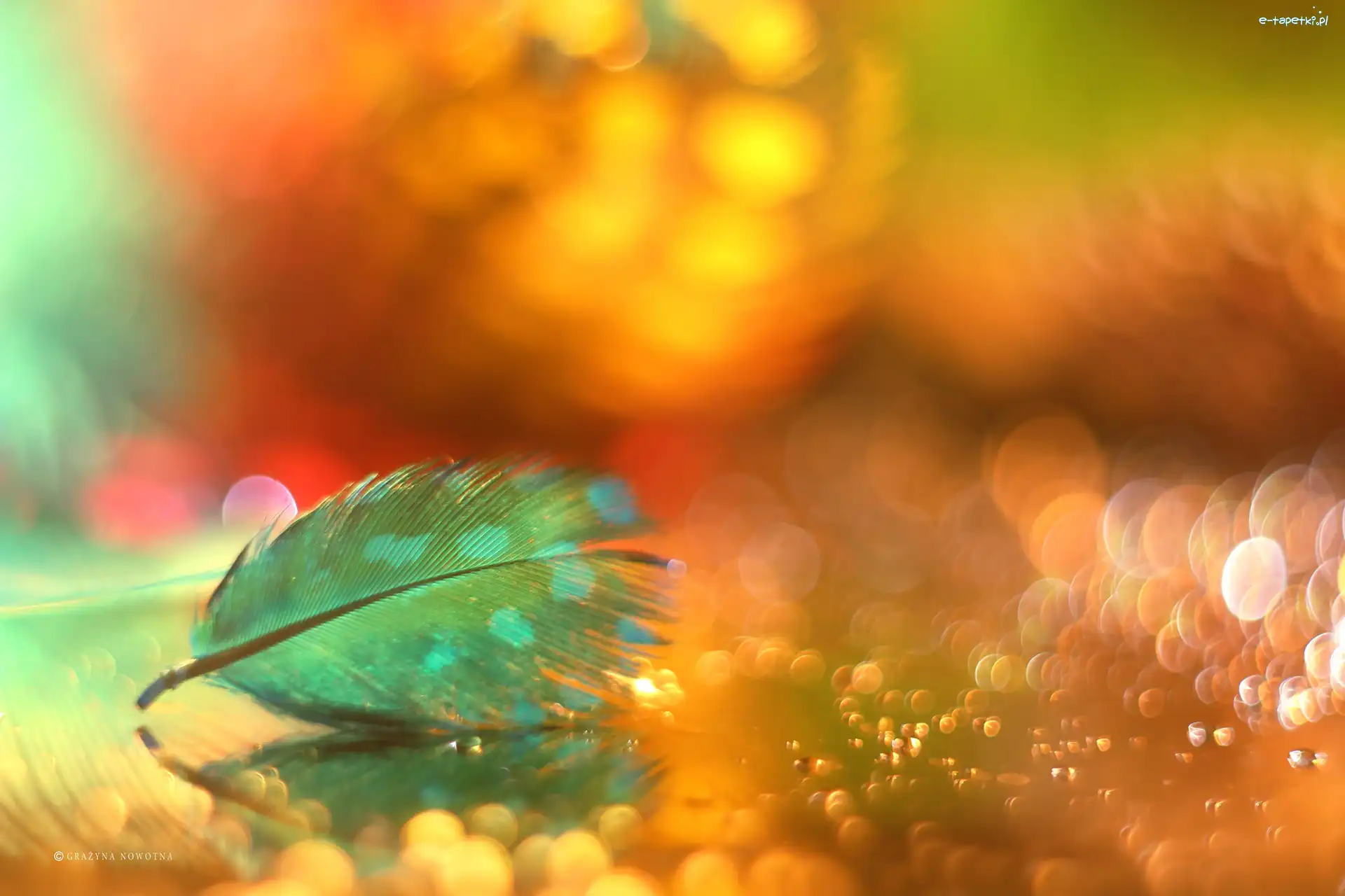 Niebieskie, Makro, Bokeh, Piórko