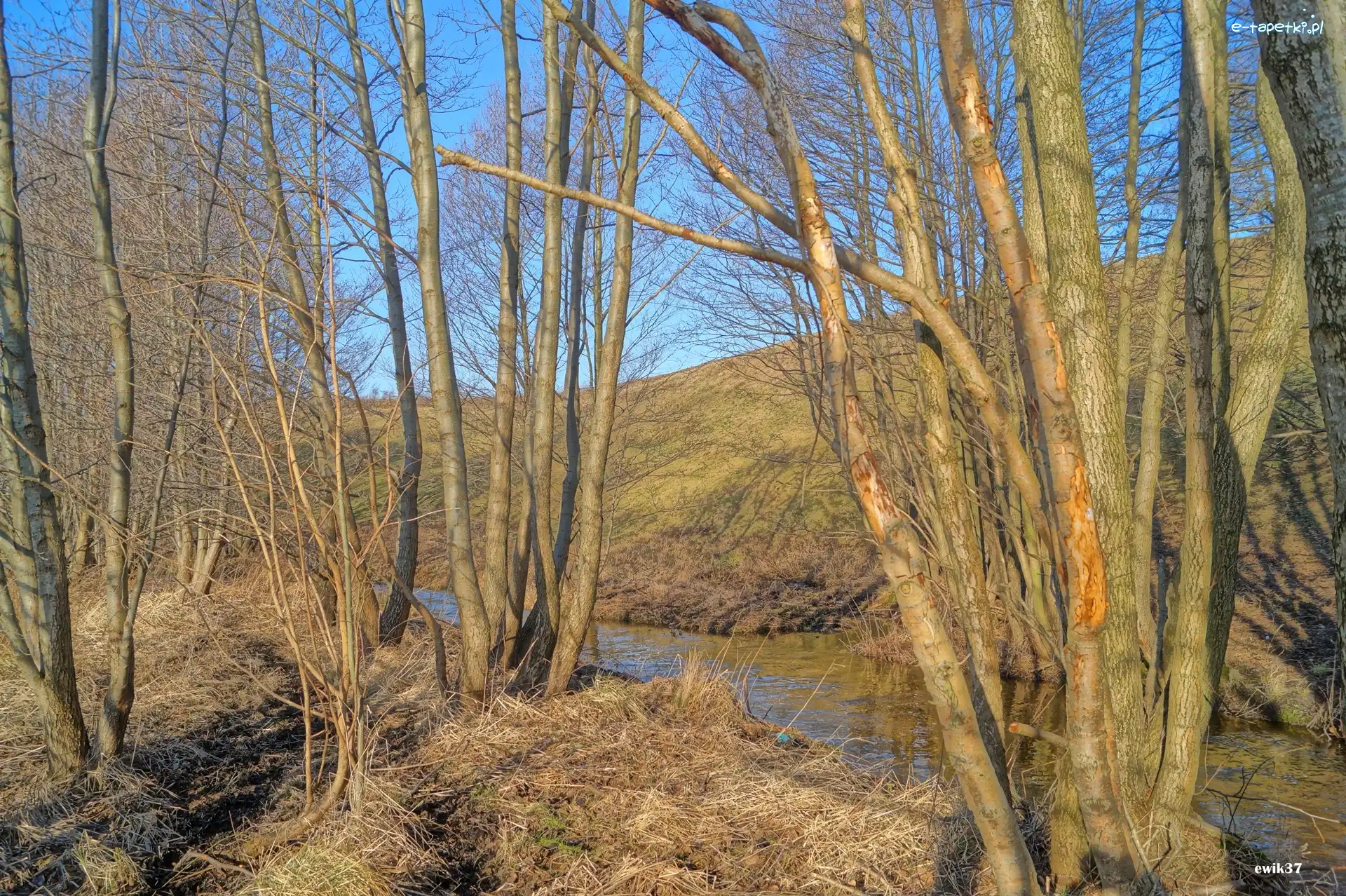 HDR, Strumień, Drzewa