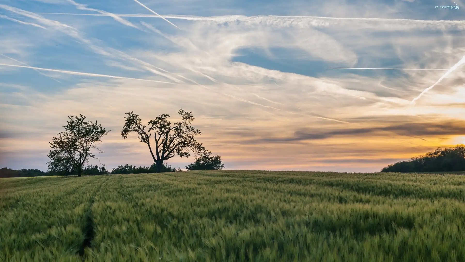 Pole, Samolotów, Ślady, Drzewa