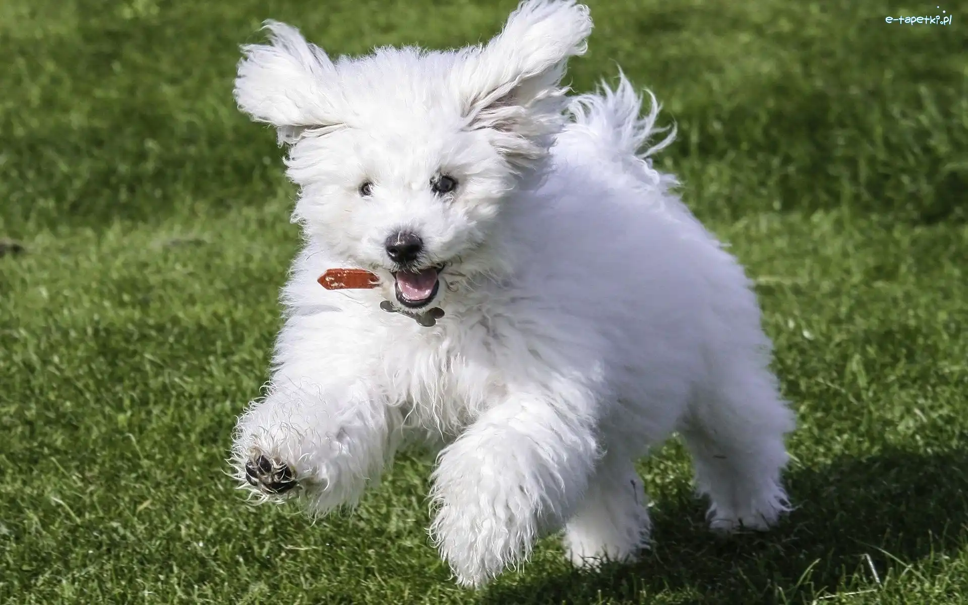Bichon, Biały, Frise, Pies