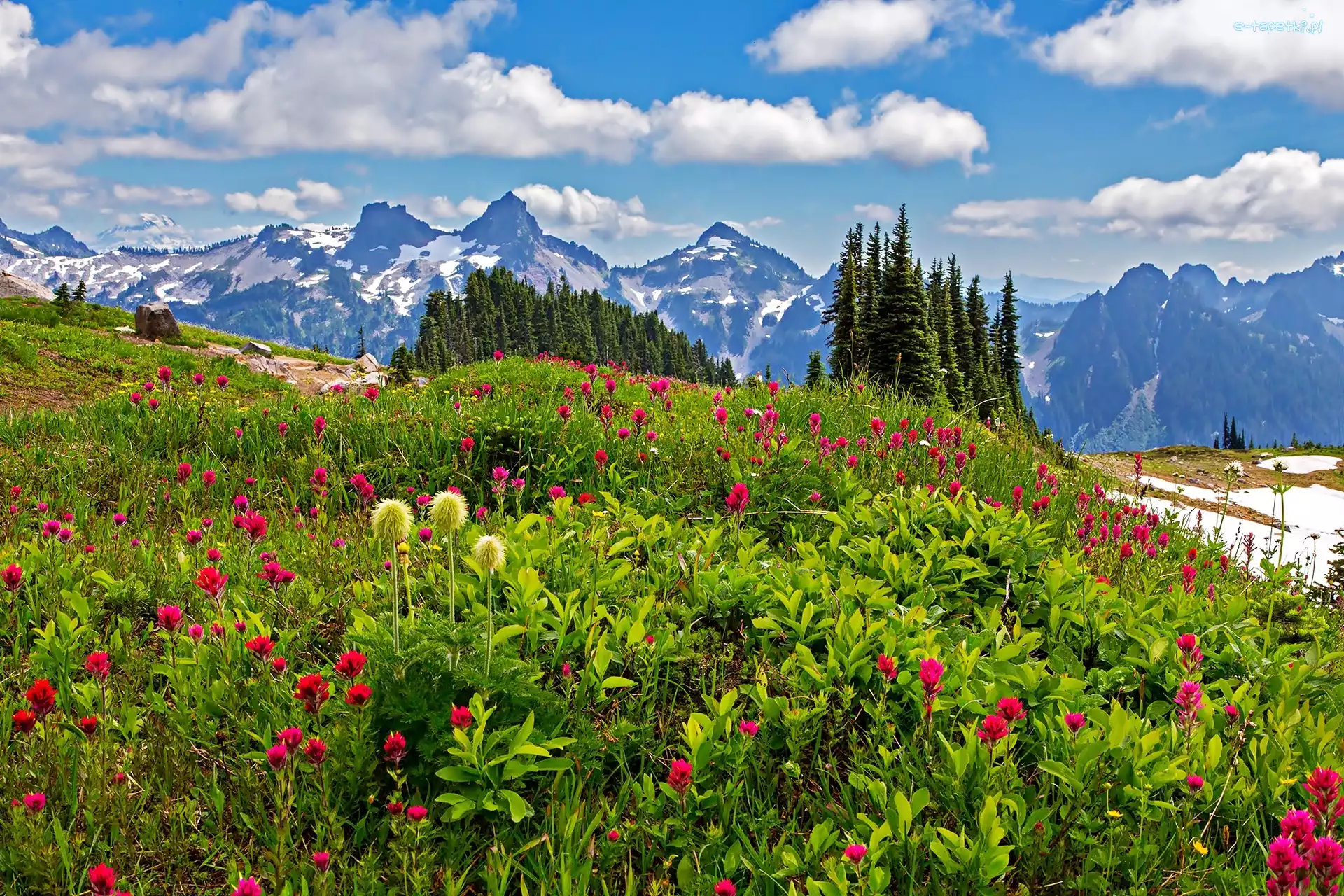Stany Zjednoczone, Park Narodowy Mount Rainier, Stan Waszyngton, Łąka, Góry