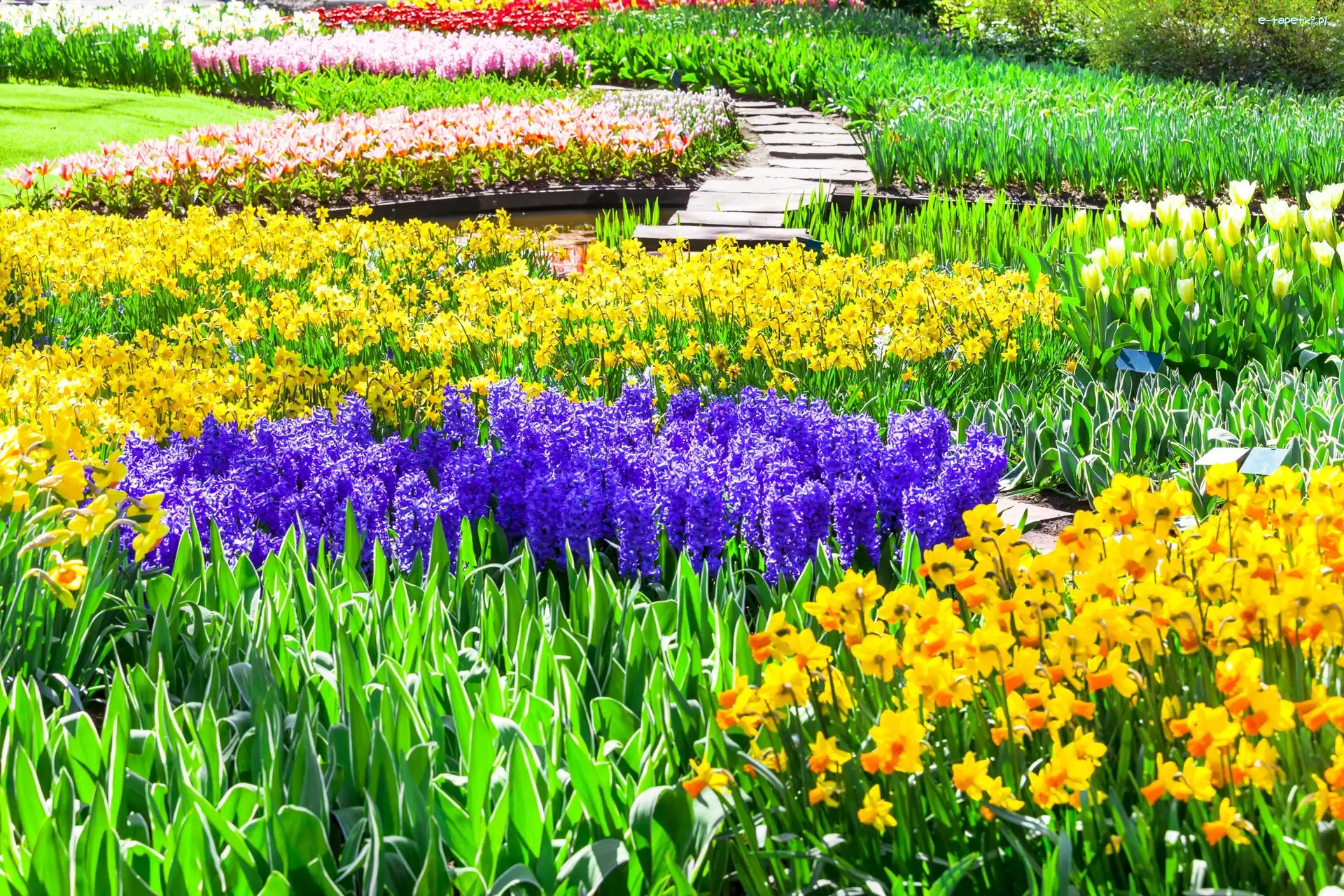 Tulipany, Hiacynty, Żonkile, Holandia, Park