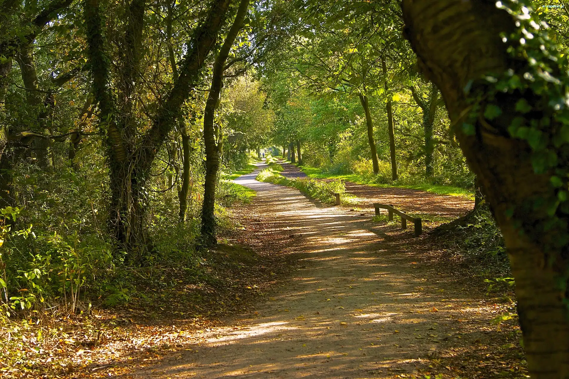 Droga, Światło, Przebijające, Park