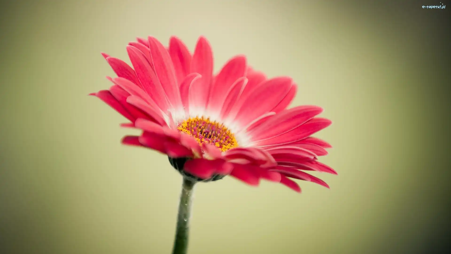 Gerbera, Kwiat
