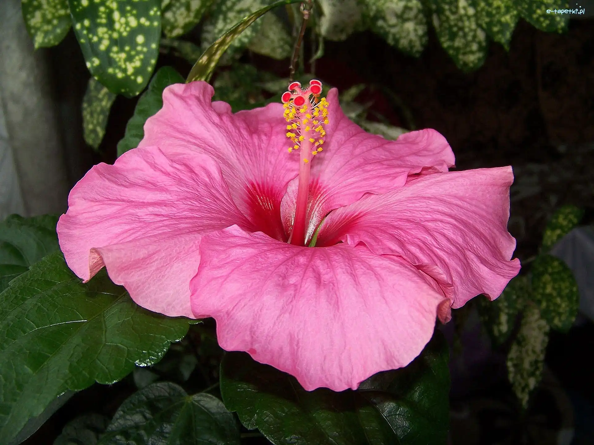 Hibiskus, Kwiat
