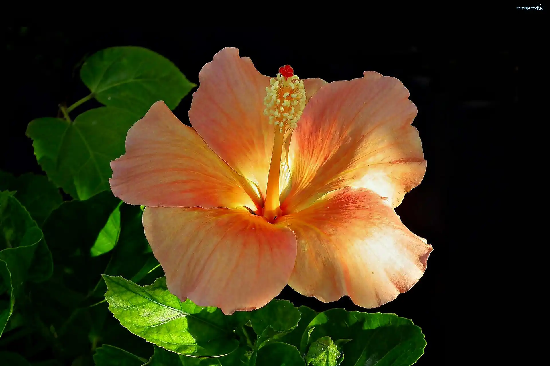 Kwiat, Światło, Hibiskus