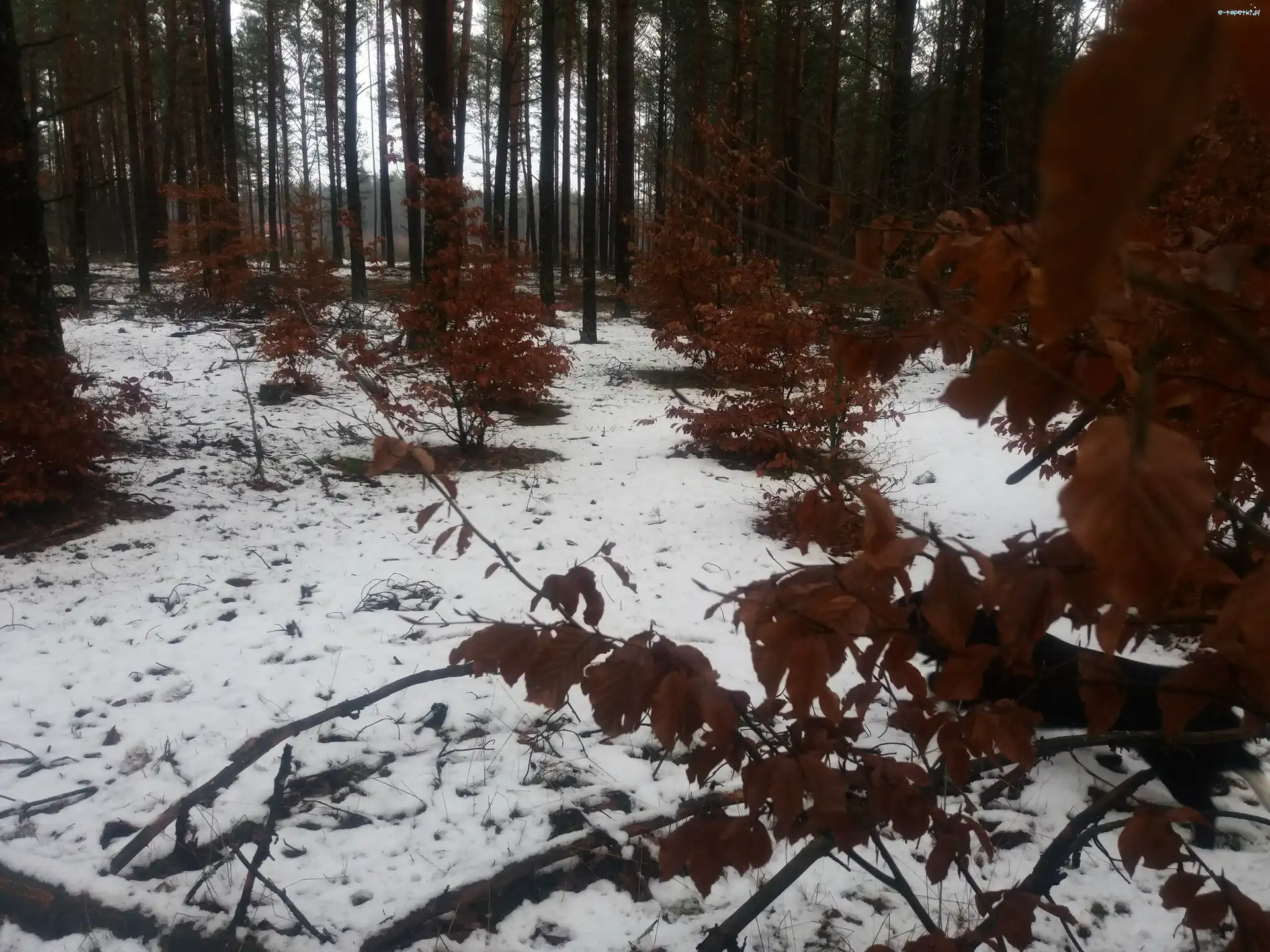 Las, Liście, Drzewa, Zima