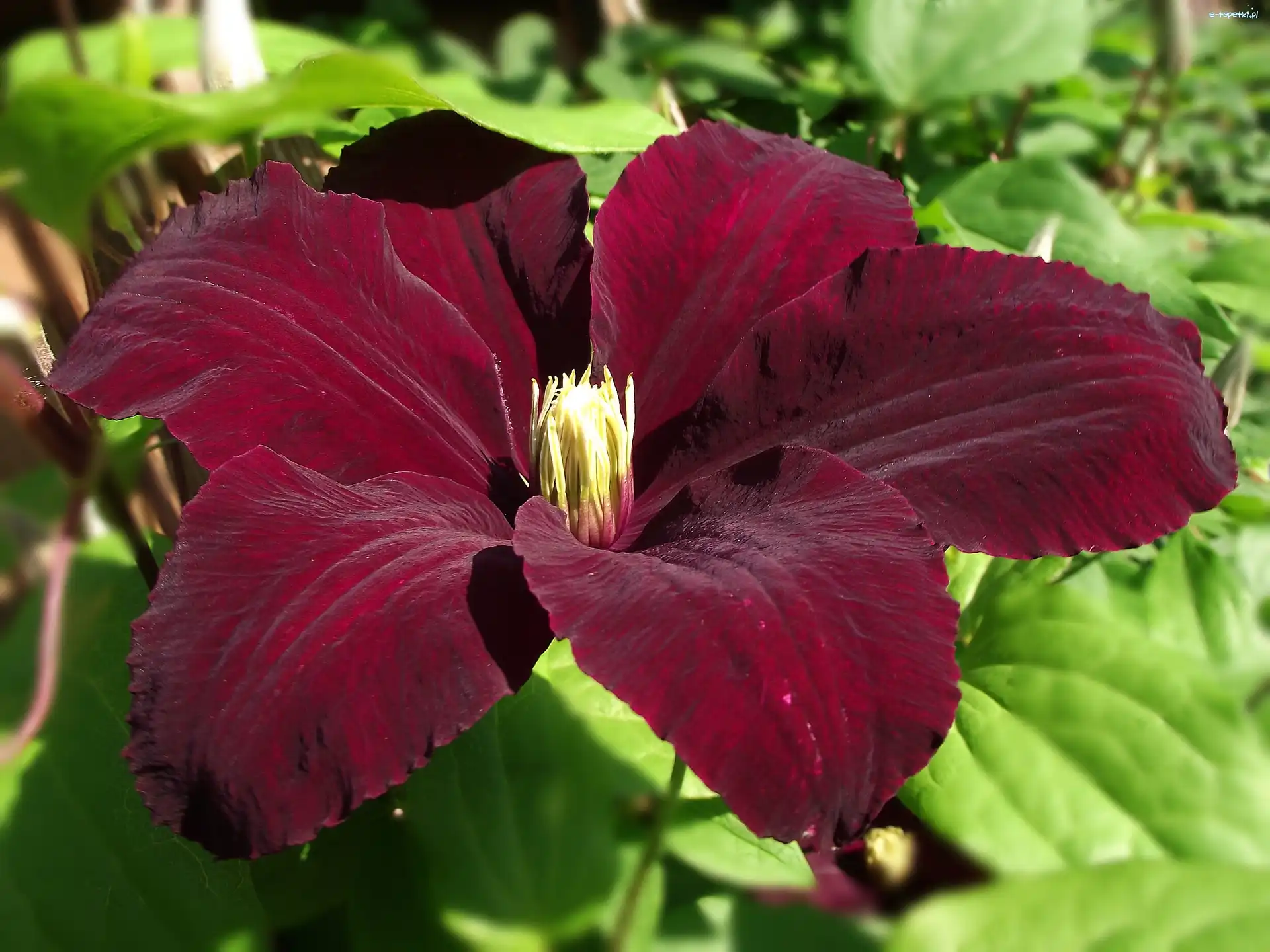 Clematis, Kwiaty