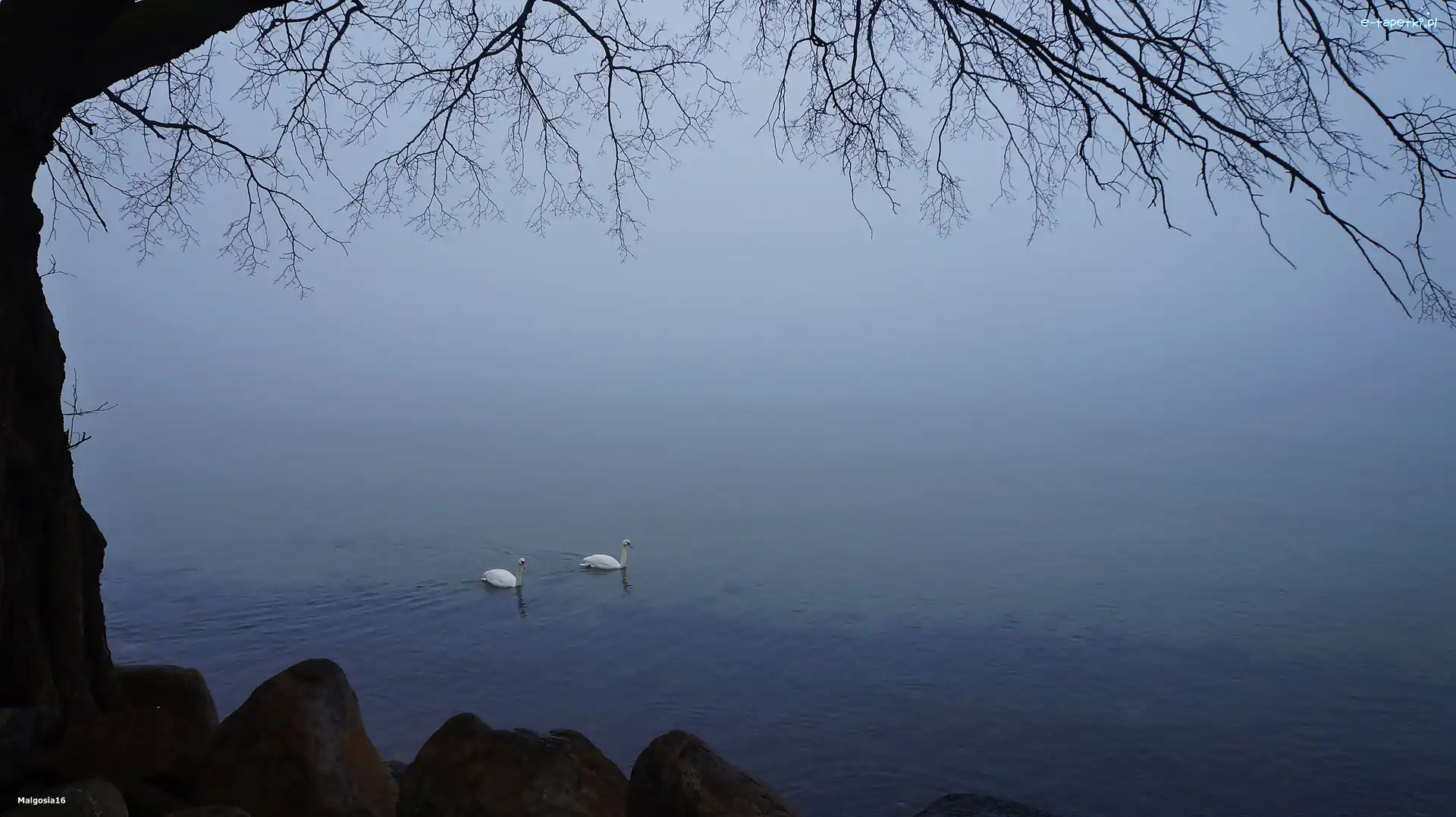 Łabędzie, Gałązki, Drzewo, Jezioro