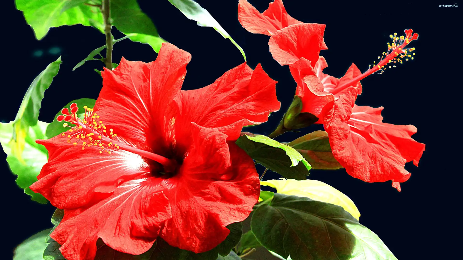 Kwiaty, Czerwone, Hibiskus