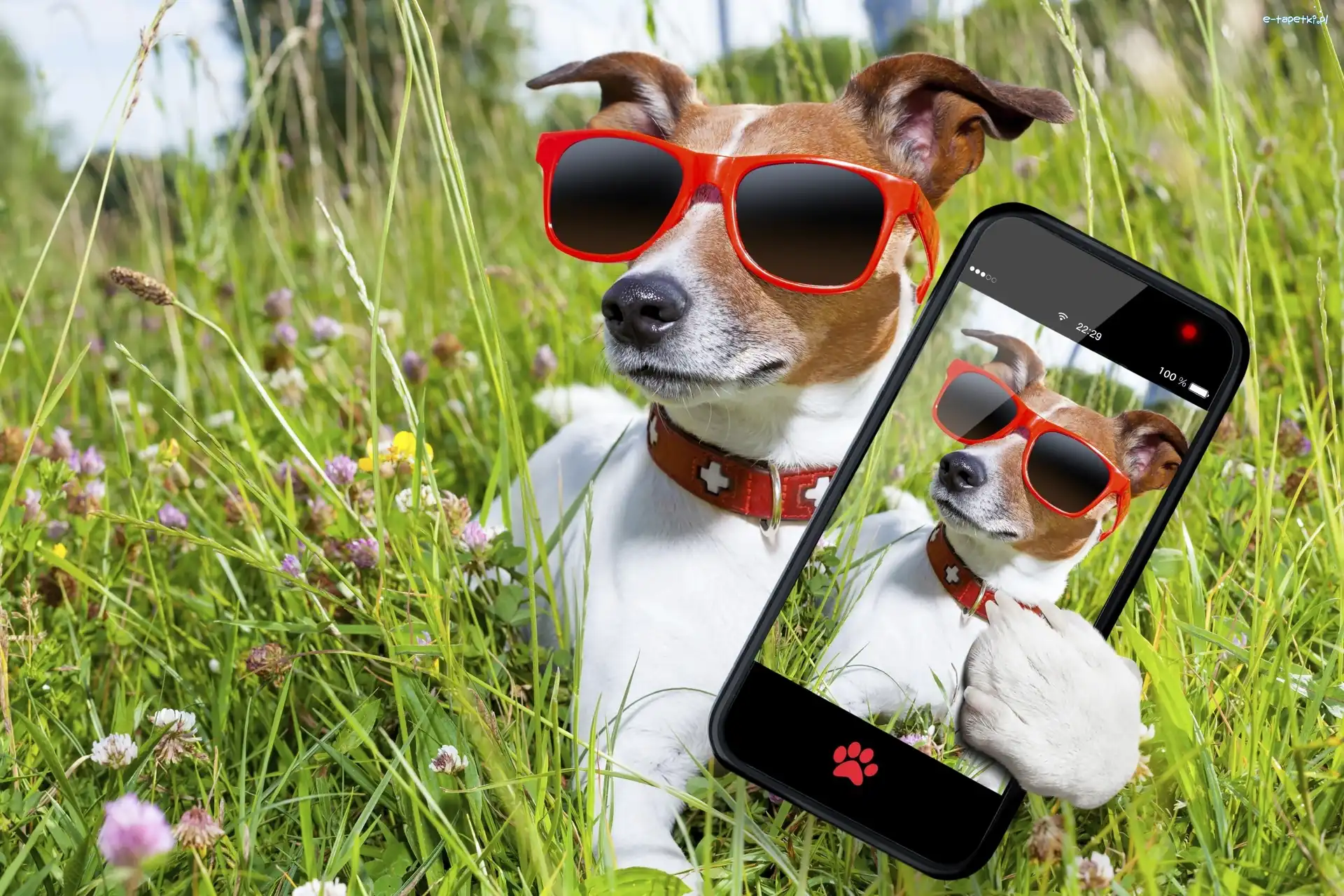 Pies, Telefon, Okulary, Selfie, Łąka