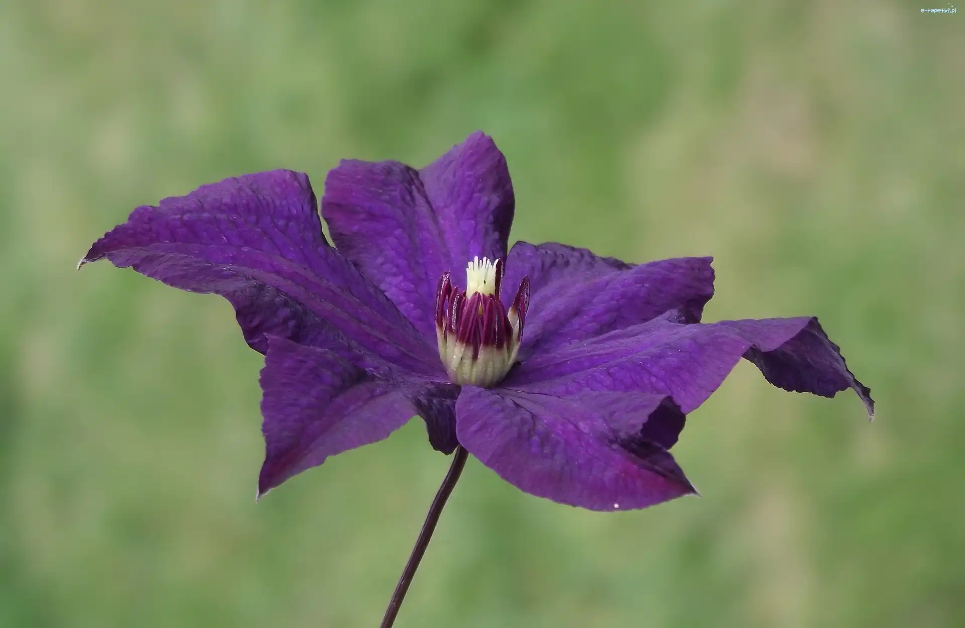 Clematis, Kwiat