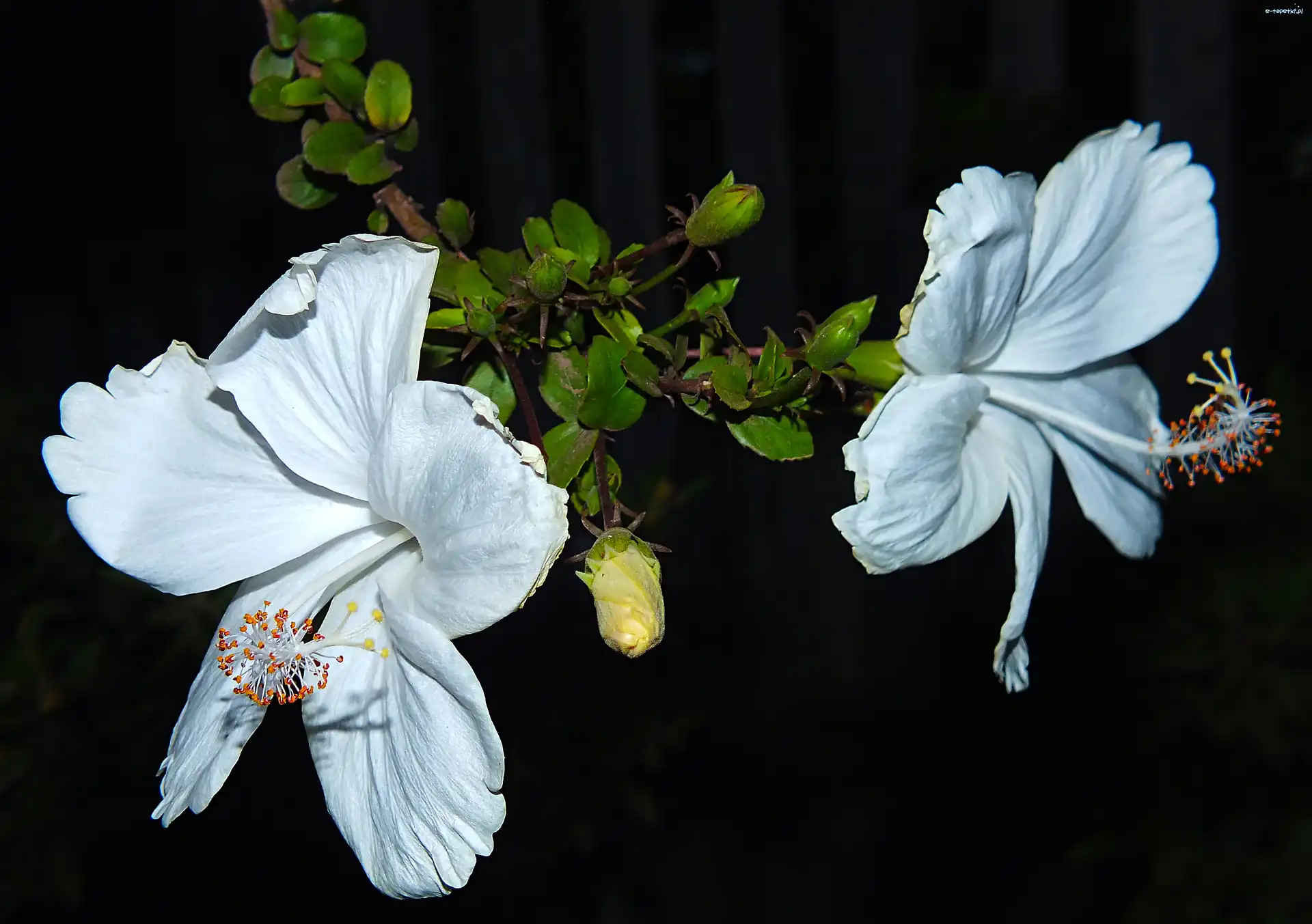 Kwiaty, Białe, Hibiskus