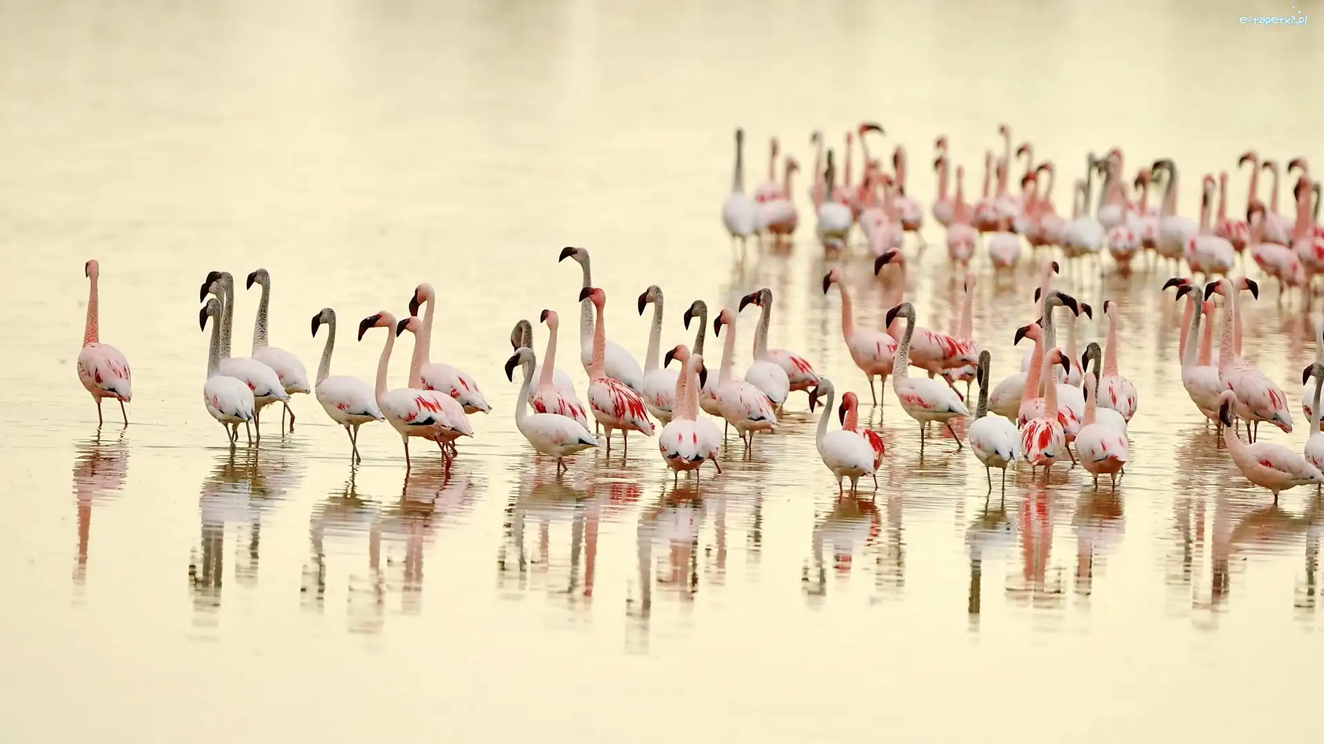 Flamingów, Rozmycie, Woda, Stado