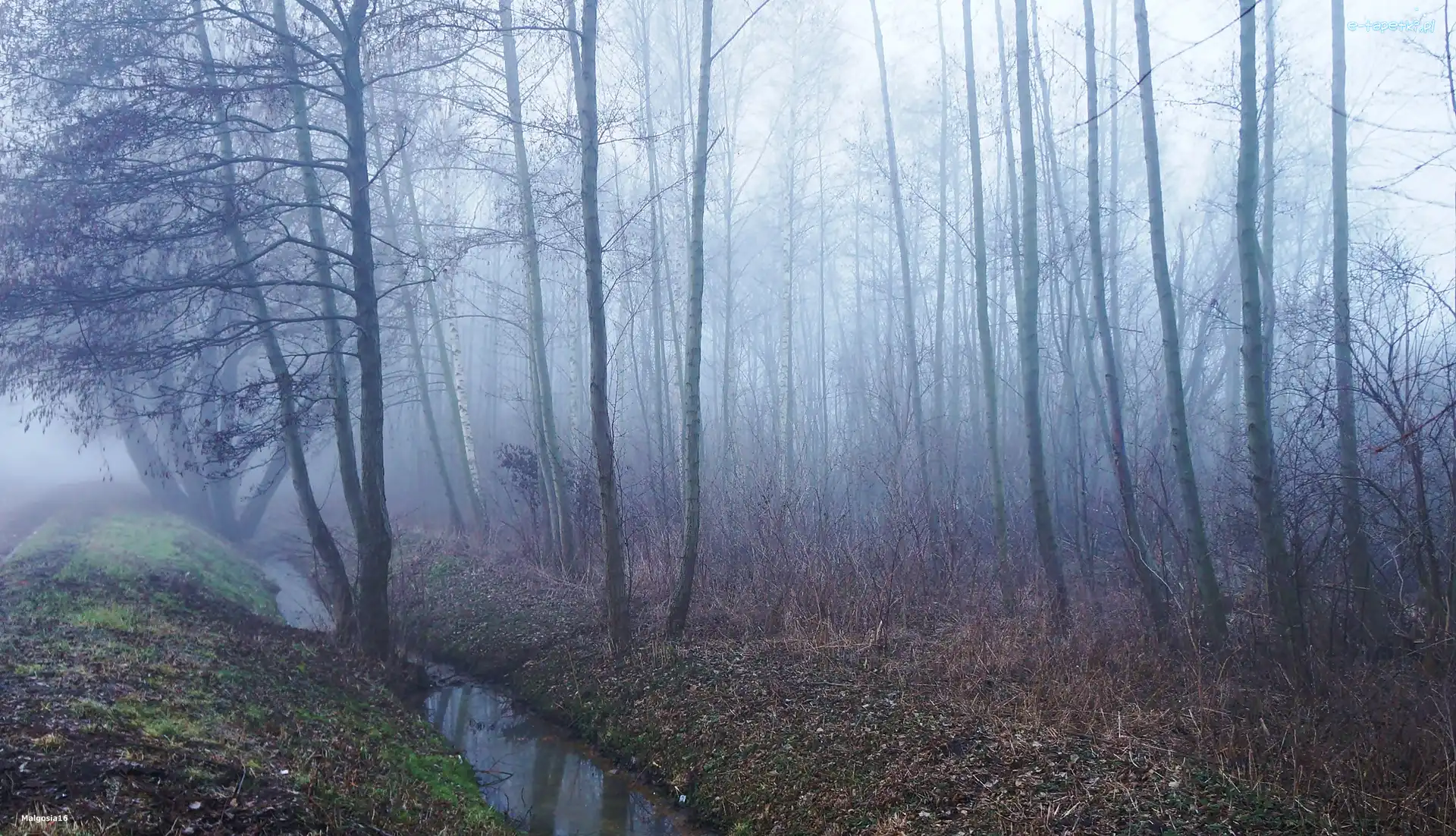 Mgła, Drzewa, Las