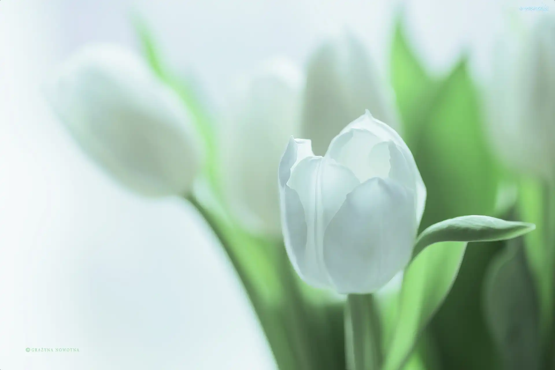 Kwiaty, Tulipany, Białe