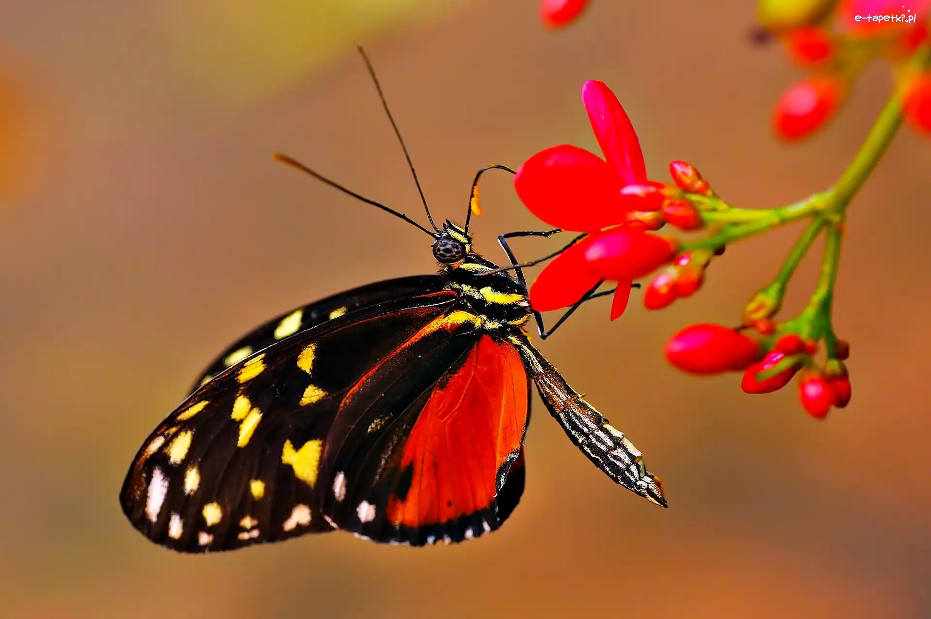Frezja, Motyl