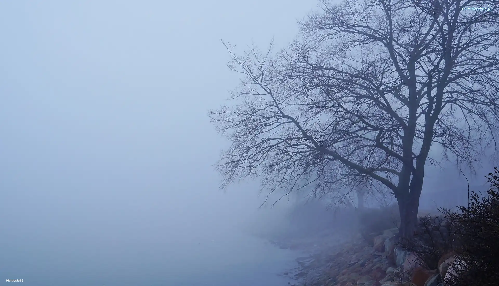 Mgła, Drzewo