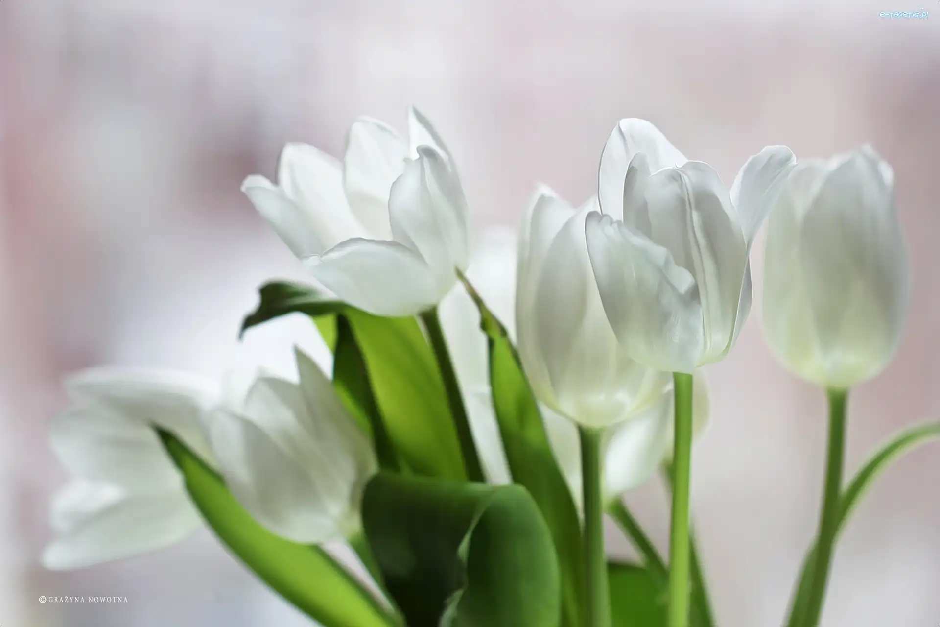 Kwiaty, Tulipany, Białe