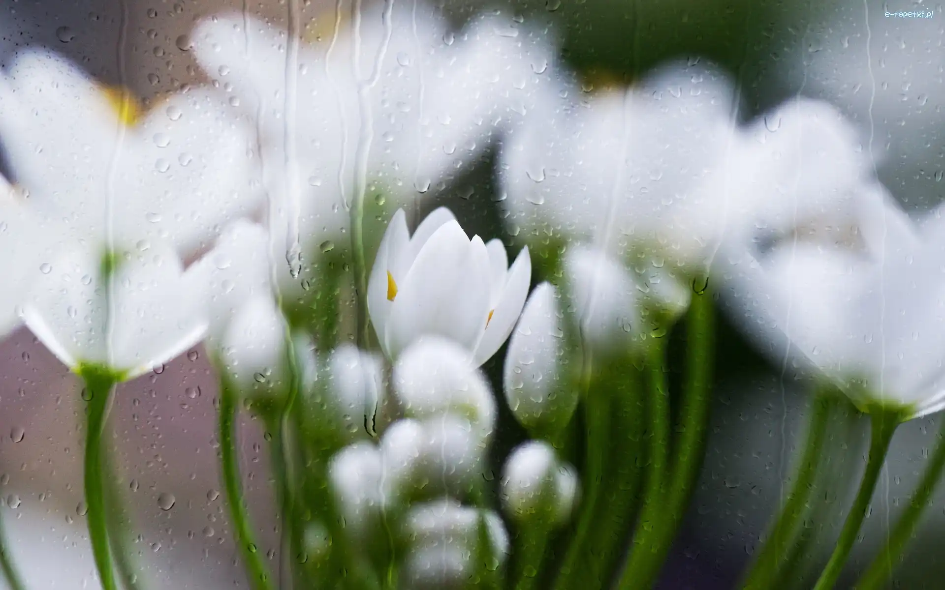 Białe, Wody, Krople, Tulipany