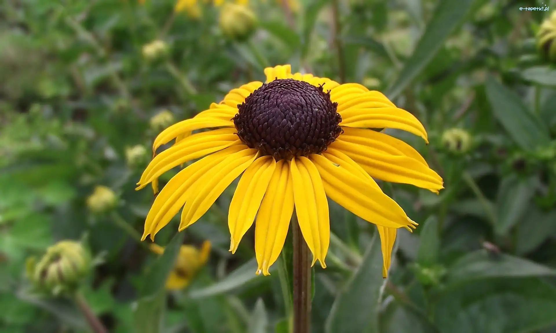 Rudbekia błyskotliwa
, Kwiat